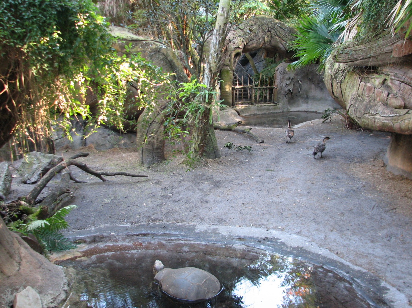 Discovery Island - Gapapagos Tortoise and Nene Goose Exhibit
