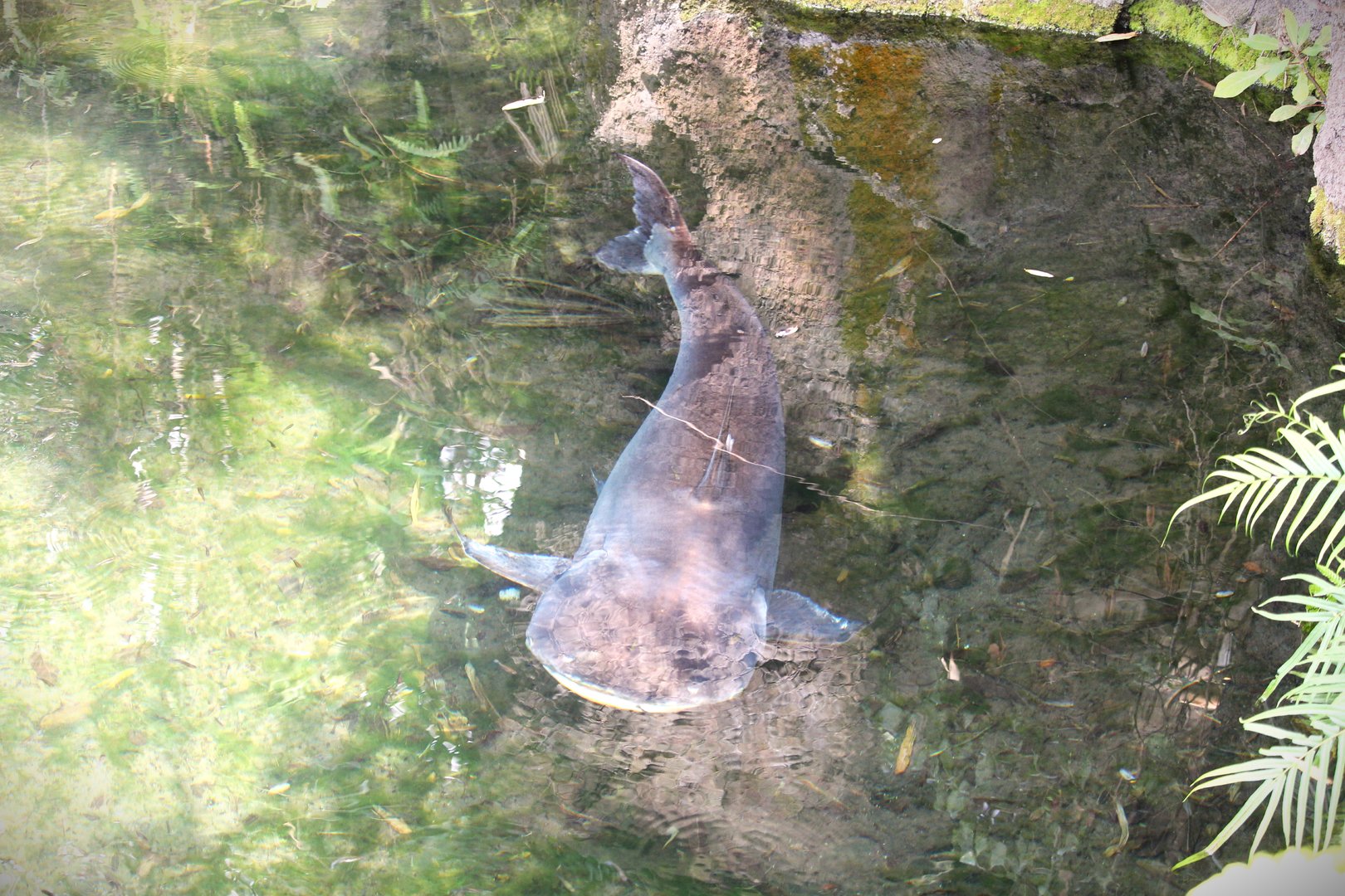 Discovery Island - Giant Pangasius