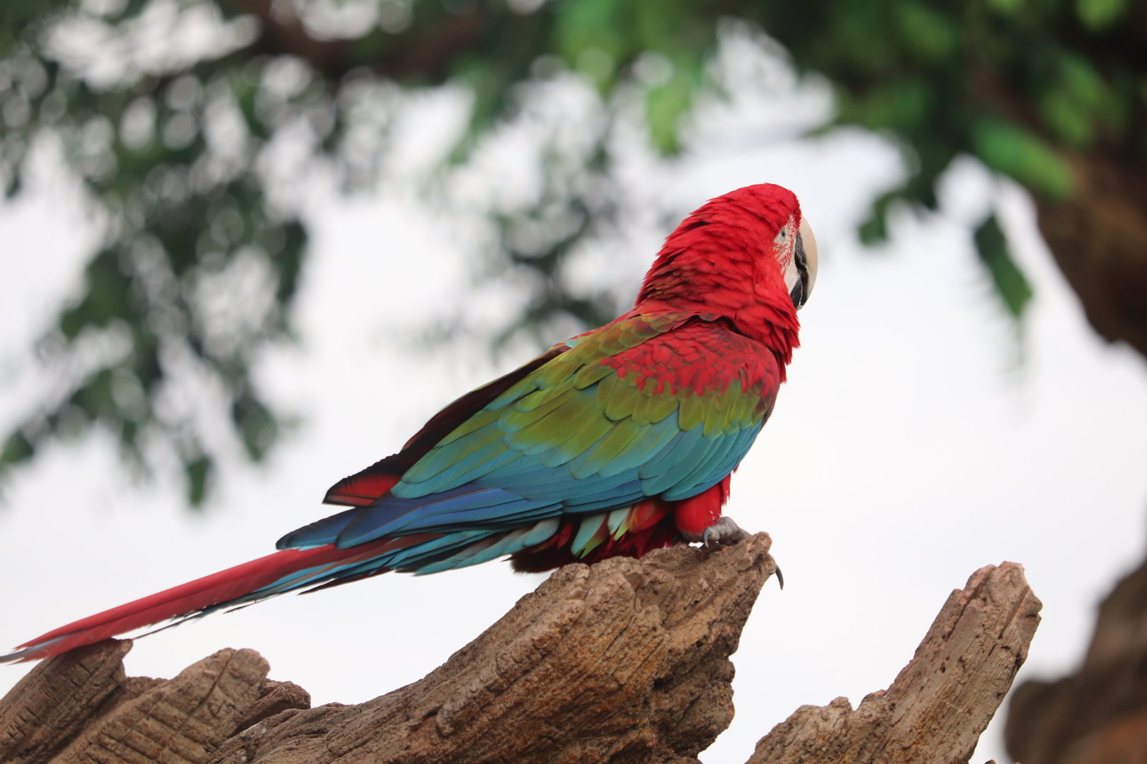 Discovery Island - Green-Winged Macaw