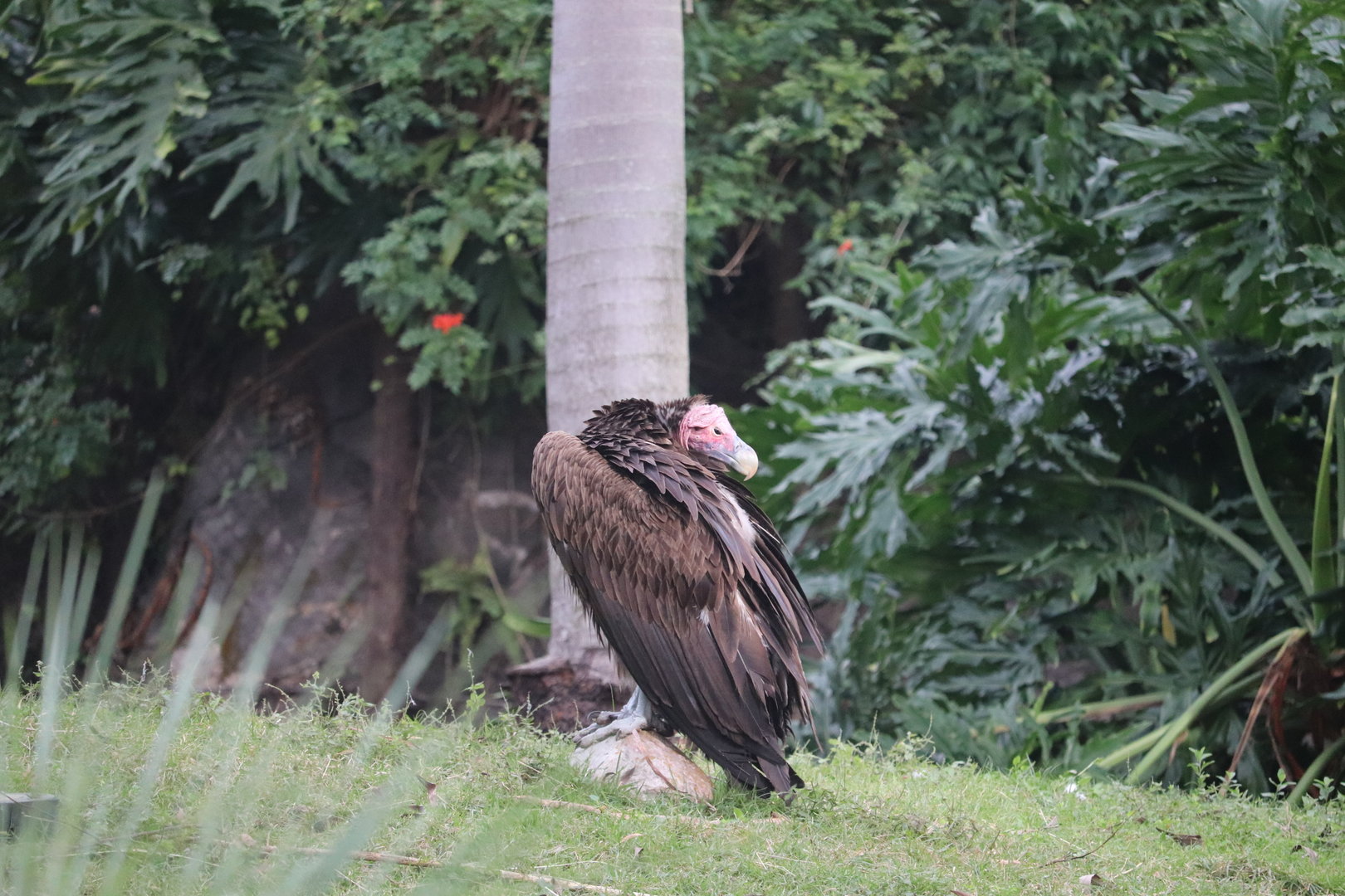 Discovery Island - Lappet-Faced Vulture