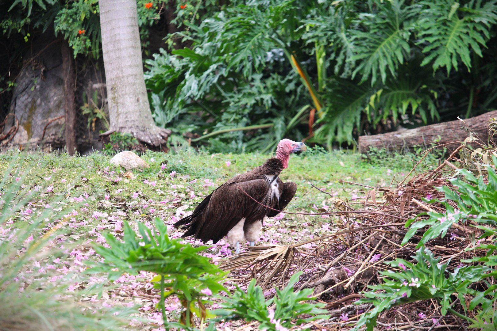 Discovery Island - Lappet-faced Vulture
