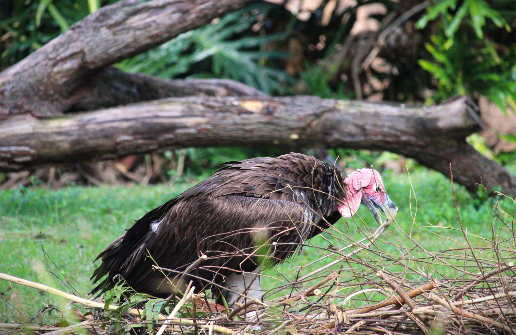 Discovery Island - Lappet-faced Vulture