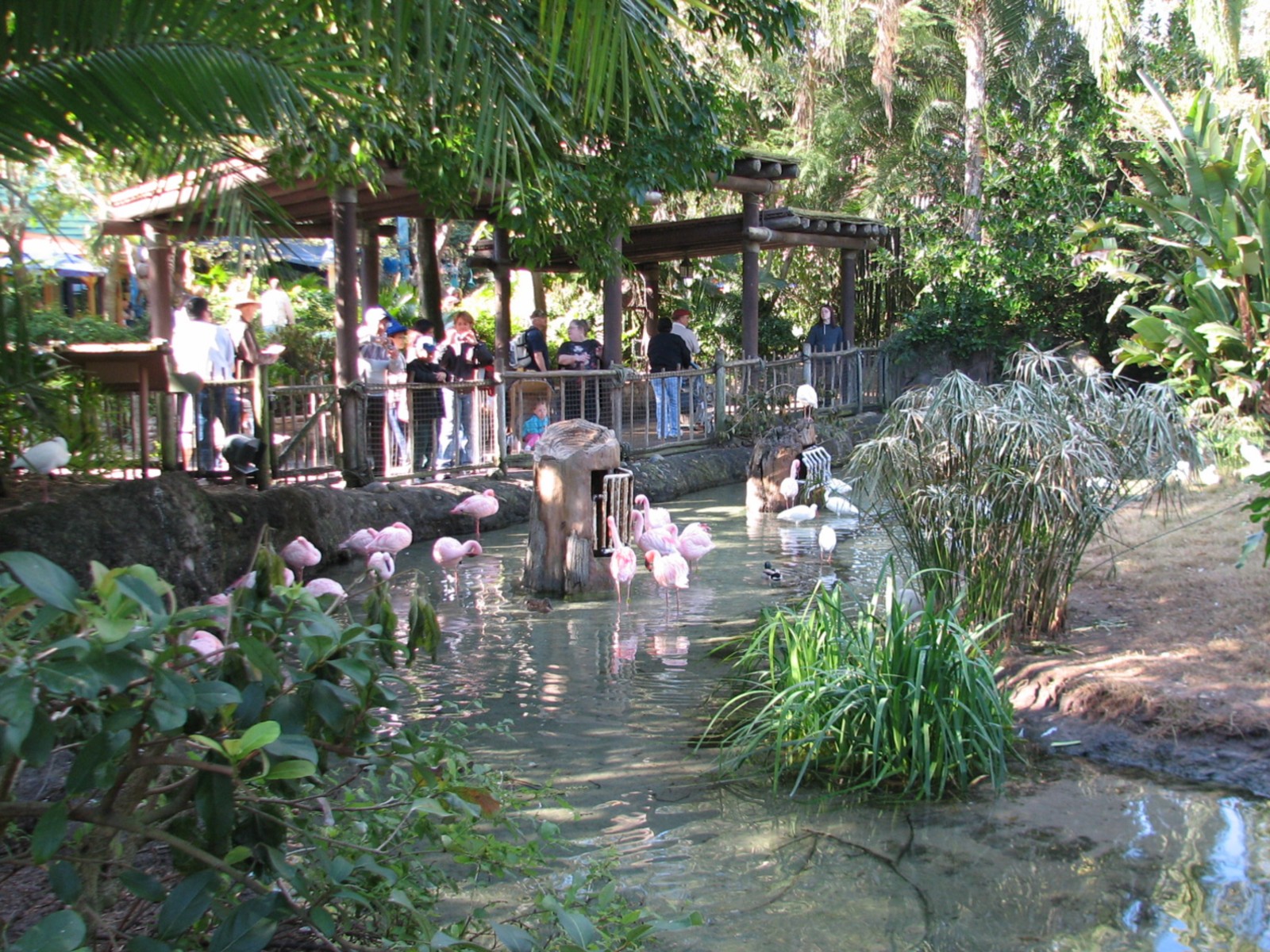 Discovery Island - Lesser Flamingo Exhibit