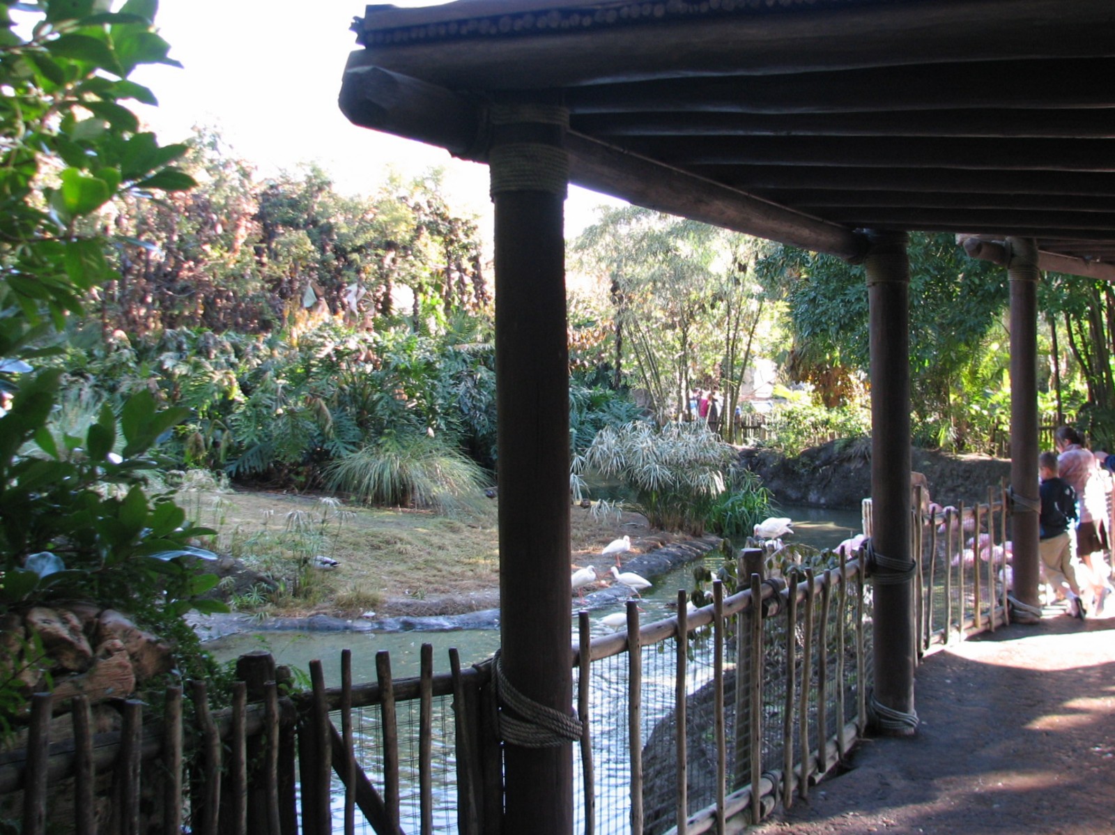 Discovery Island - Lesser Flamingo Exhibit