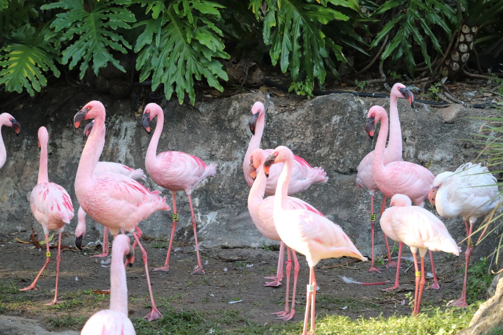 Discovery Island - Lesser Flamingo
