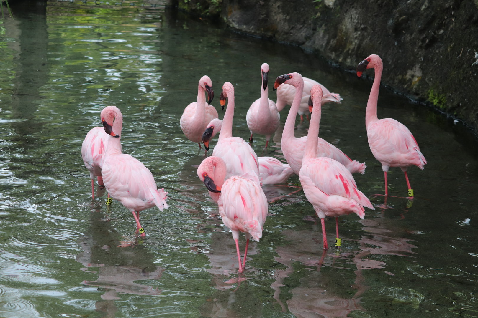 Discovery Island - Lesser Flamingo