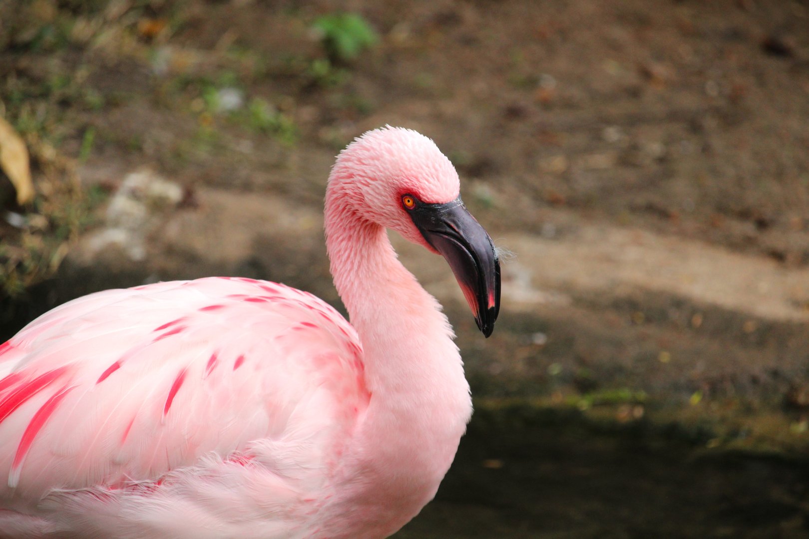 Discovery Island - Lesser Flamingo