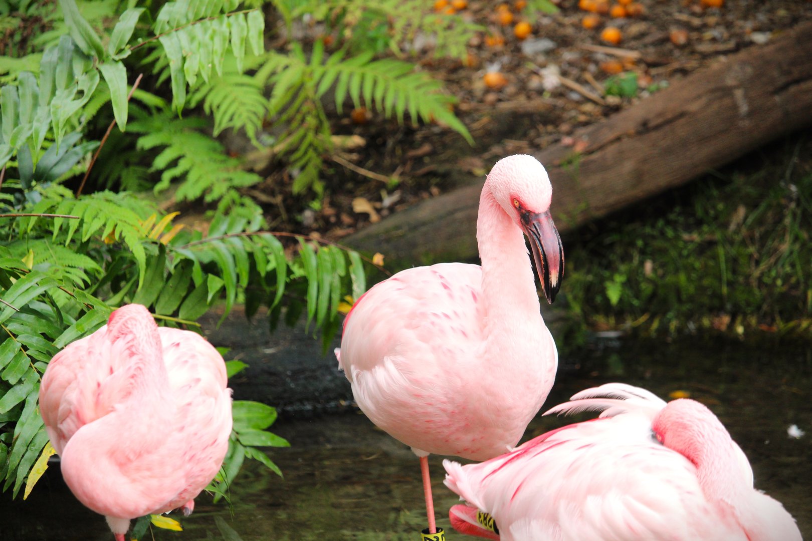 Discovery Island - Lesser Flamingos
