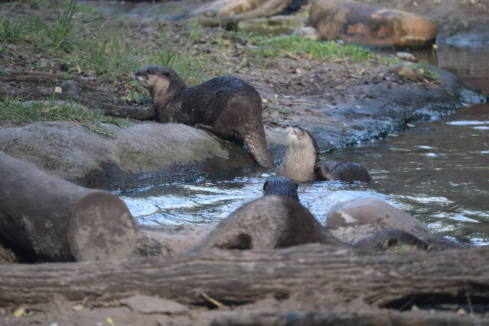 Discovery Island - Otter Grotto - Asian Small-Clawed Otter