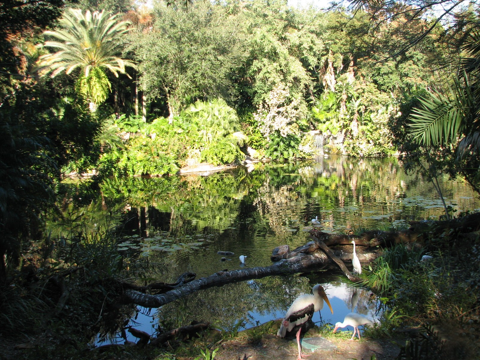 Discovery Island - Painted Stork Exhibit