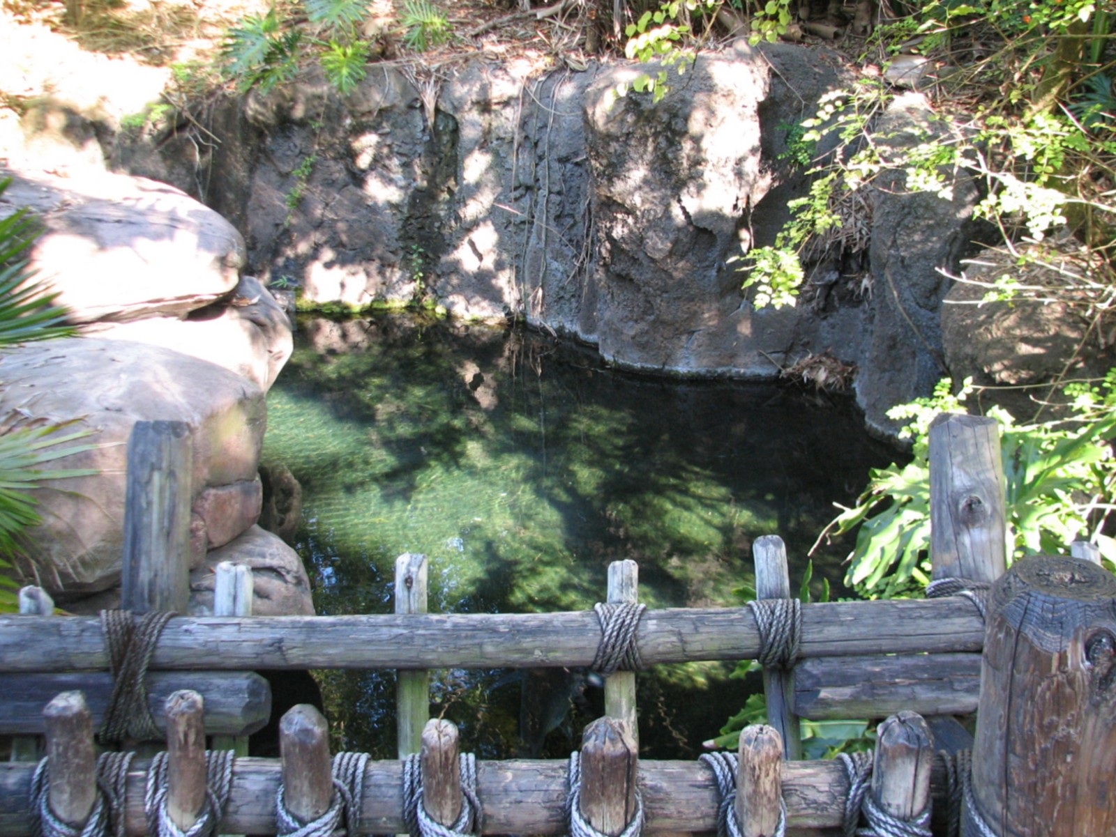Discovery Island - Paroon Shark-Catfish Exhibit