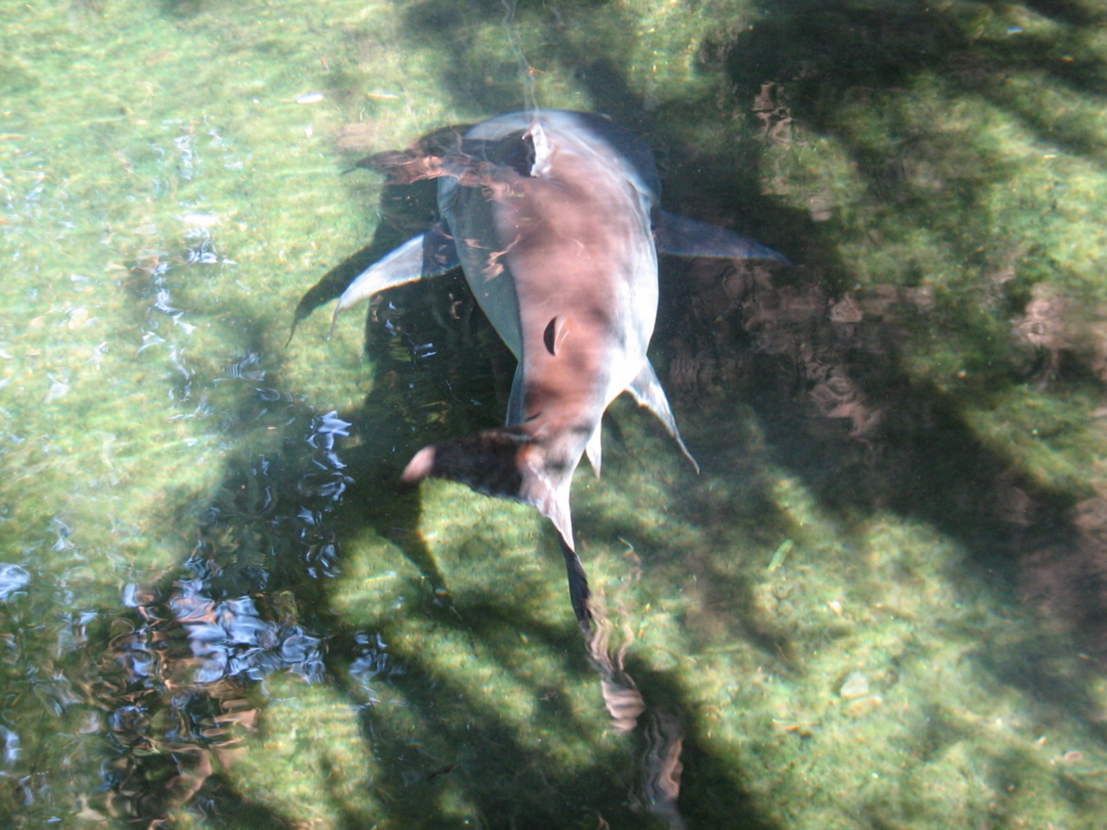 Discovery Island - Paroon Shark-Catfish