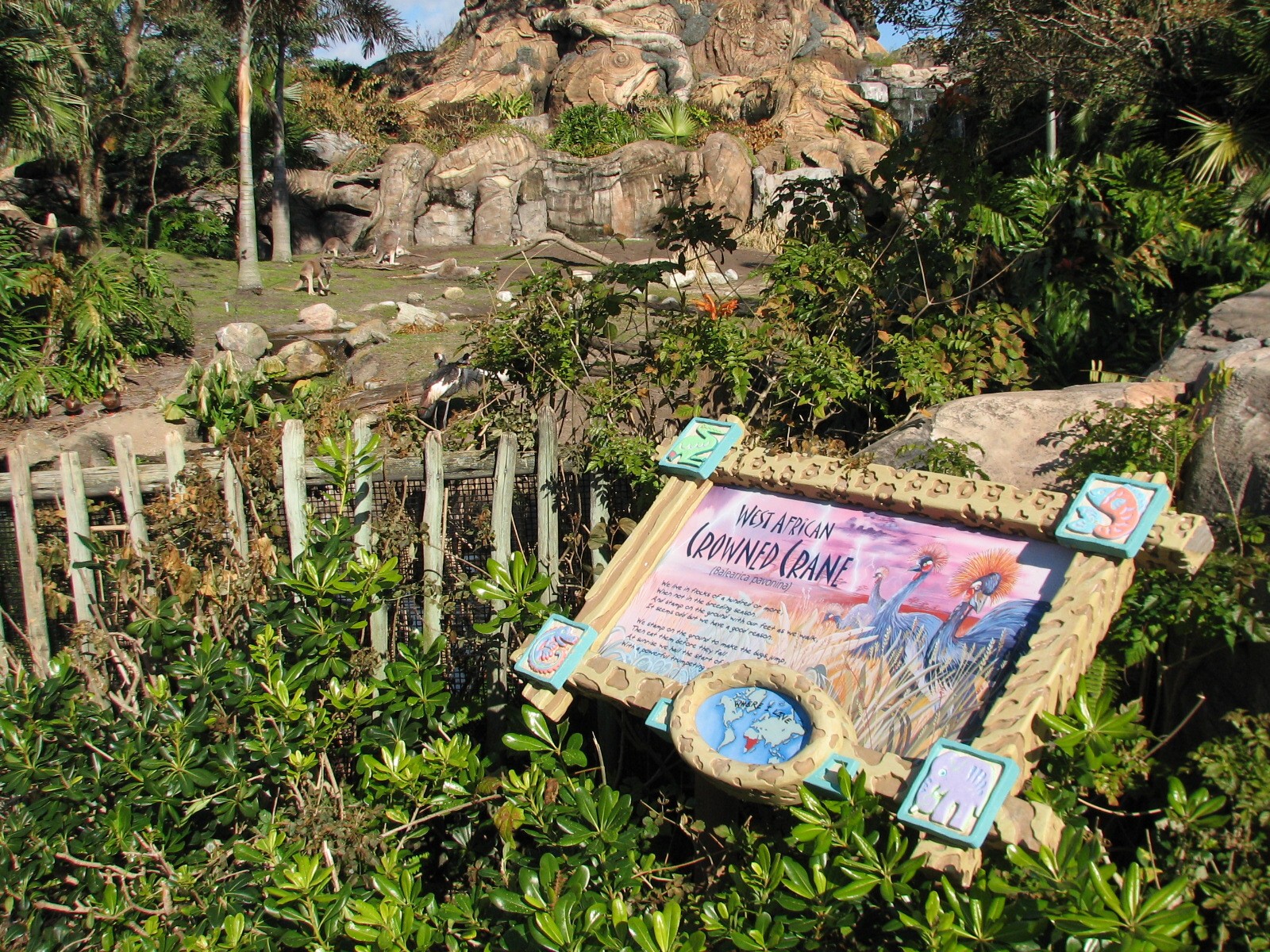Discovery Island - Red Kangaroo and West African Crowned Crane Exhibit