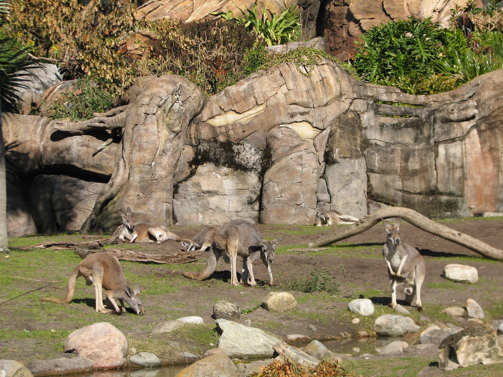 Discovery Island - Red Kangaroo and West African Crowned Crane Exhibit