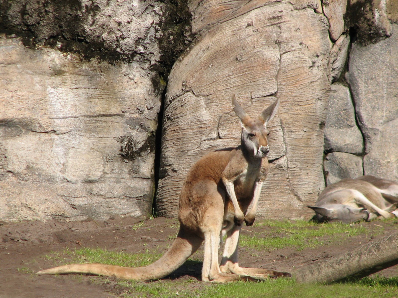 Discovery Island - Red Kangaroo