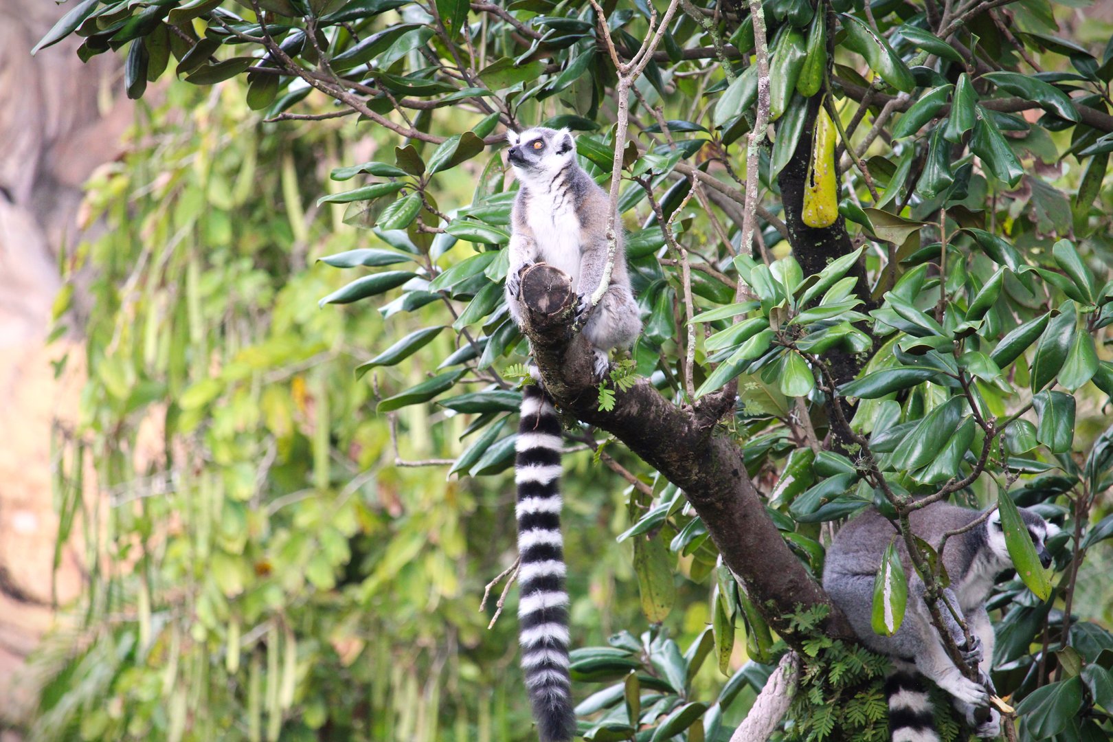 Discovery Island - Ring-tailed Lemur