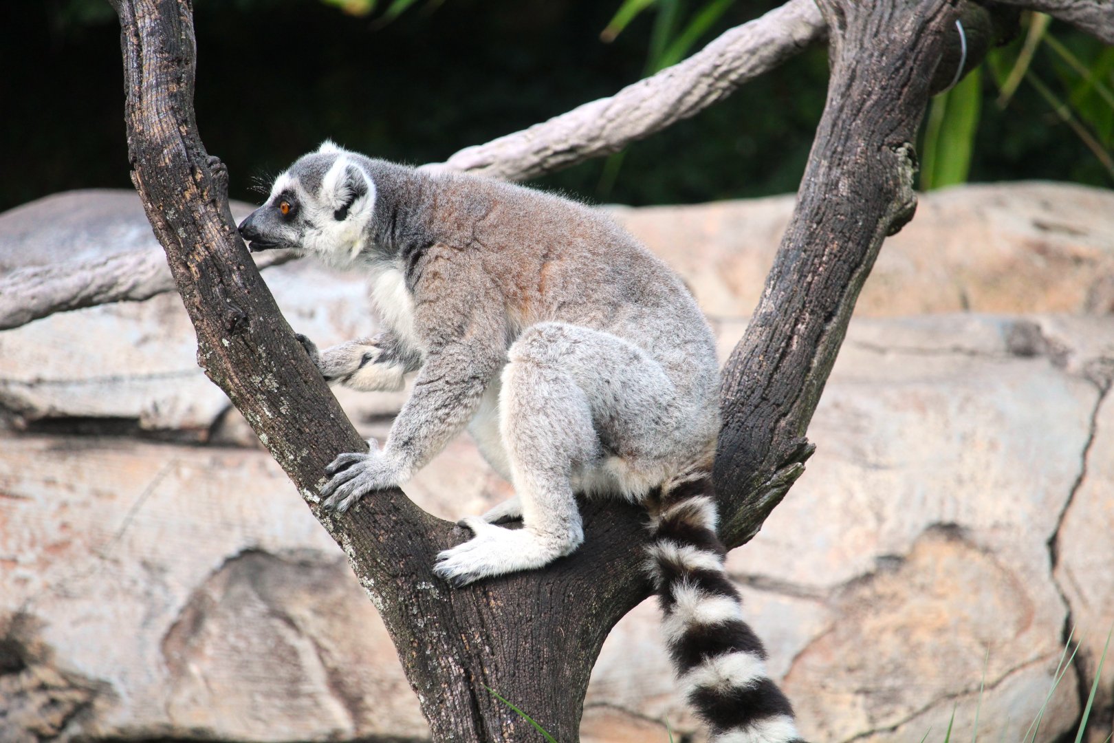 Discovery Island - Ring-tailed Lemur