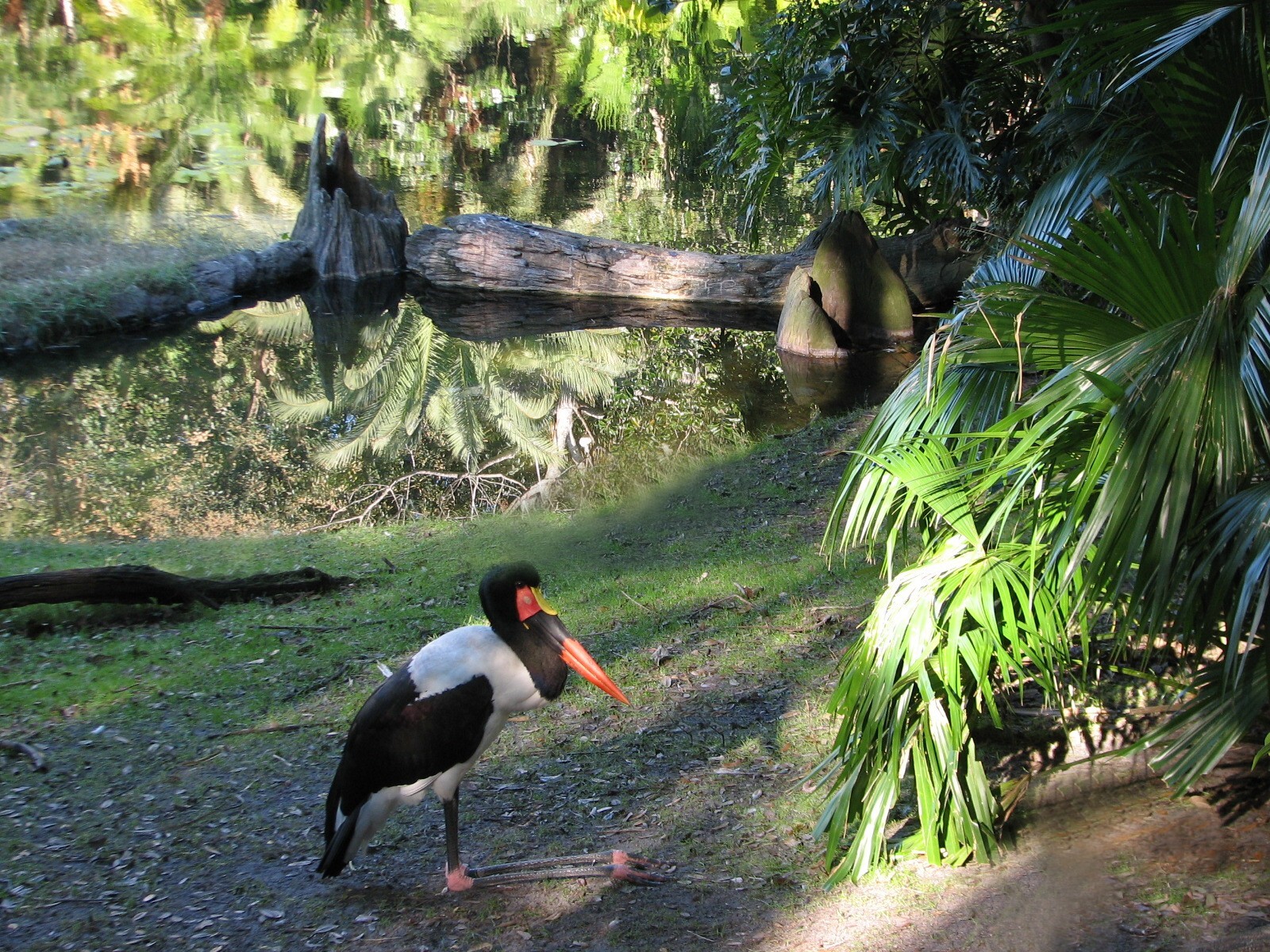 Discovery Island - Saddle-Billed Stork Exhibit