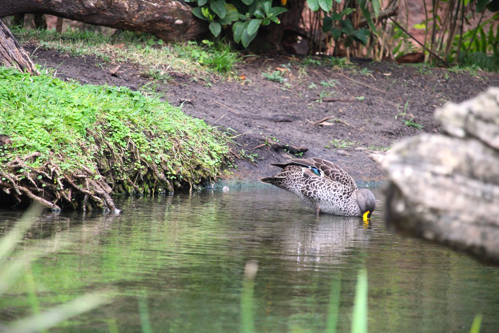 Discovery Island - Yellow-billed Duck