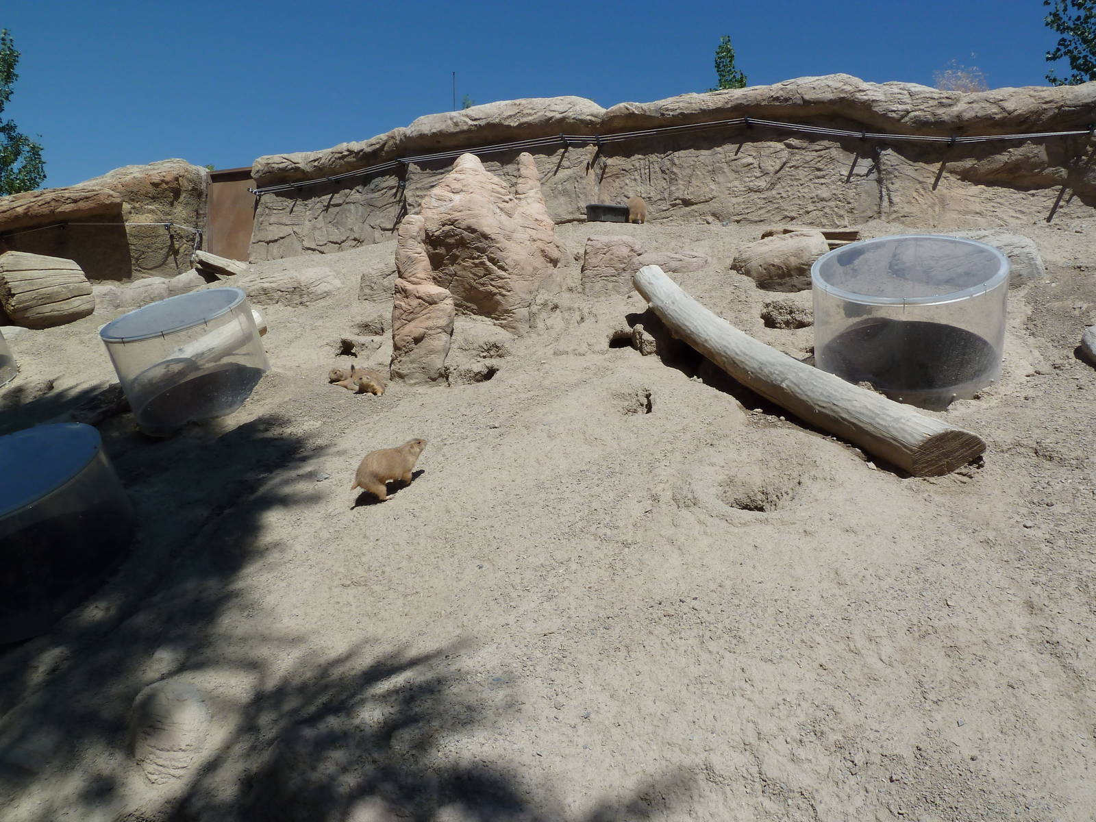 Discovery Land Children's Area - Prairie Dog Exhibit