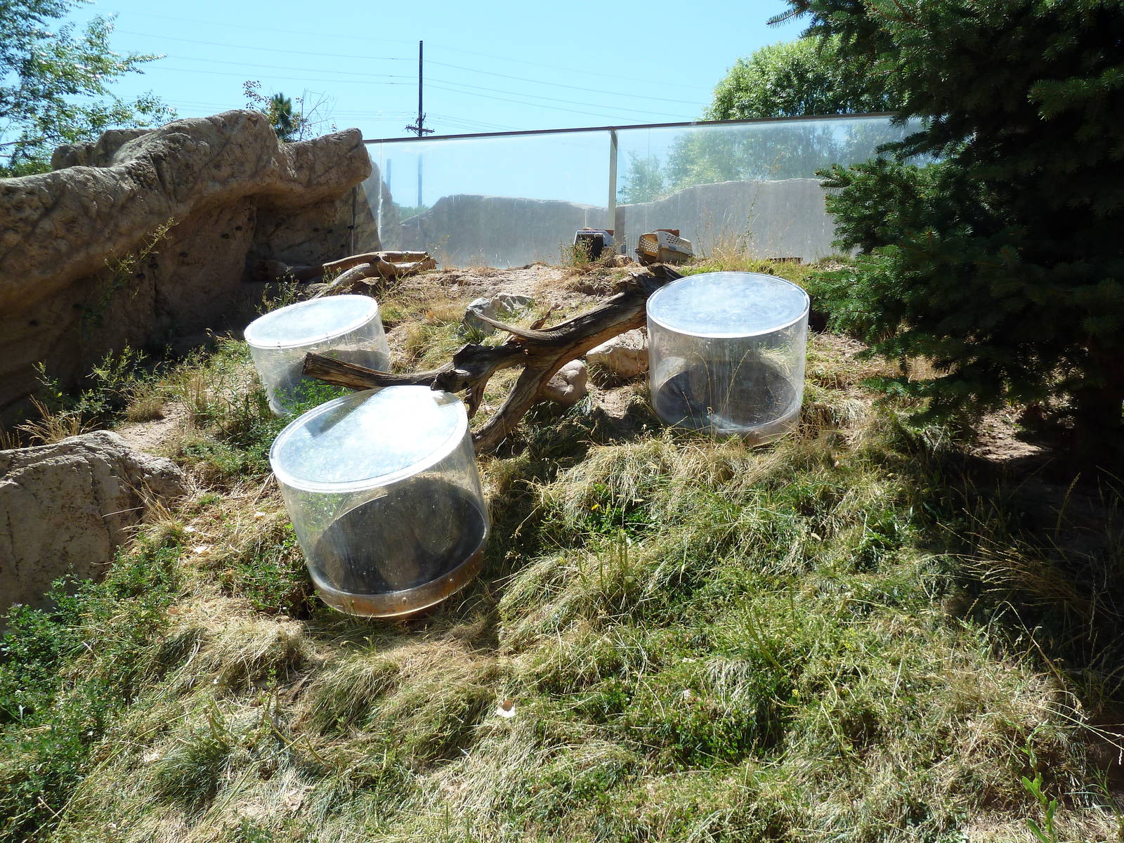 Discovery Land Children's Area - Skunk Exhibit