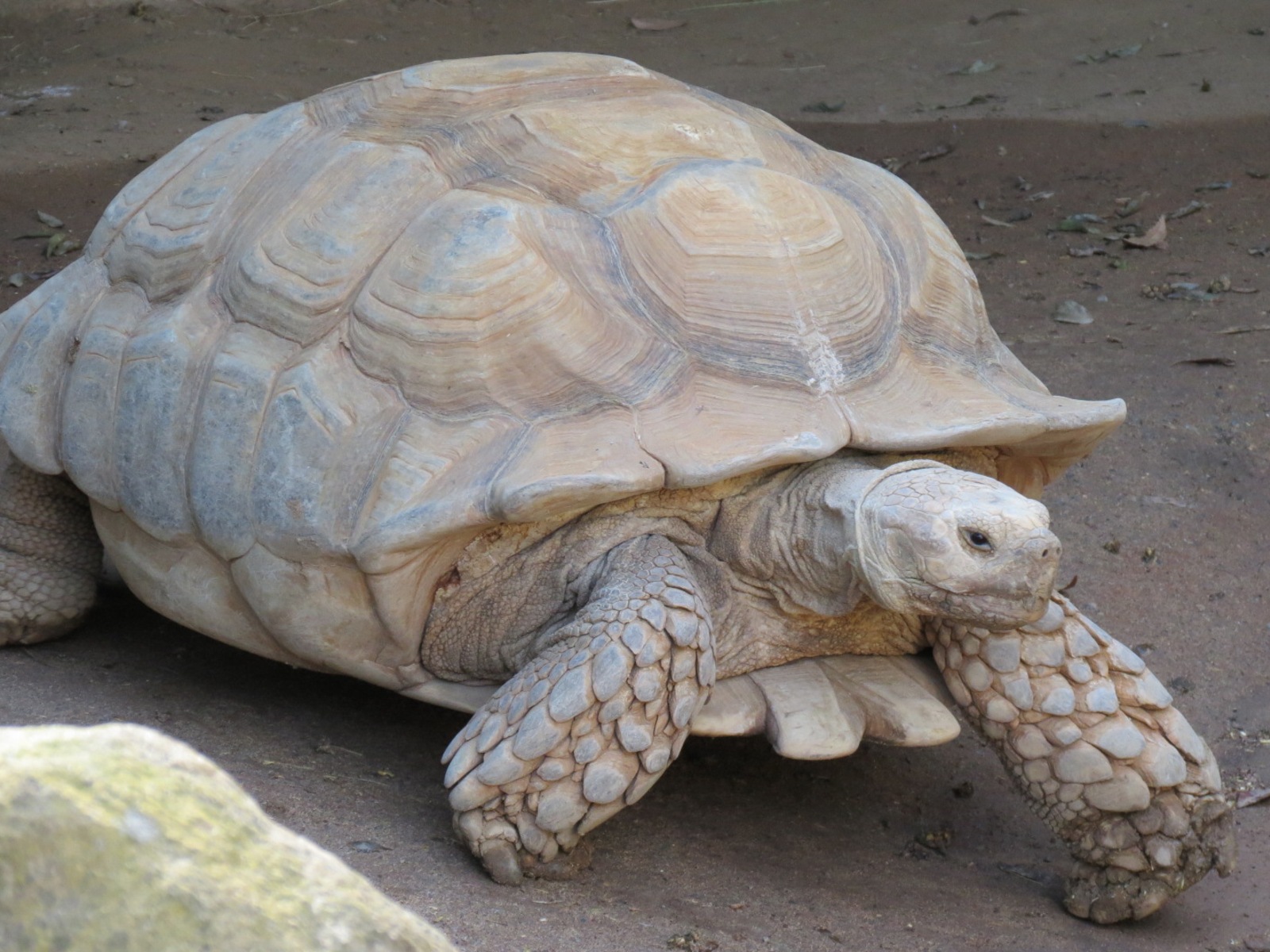 Discovery Outpost - African Spurred Tortoise