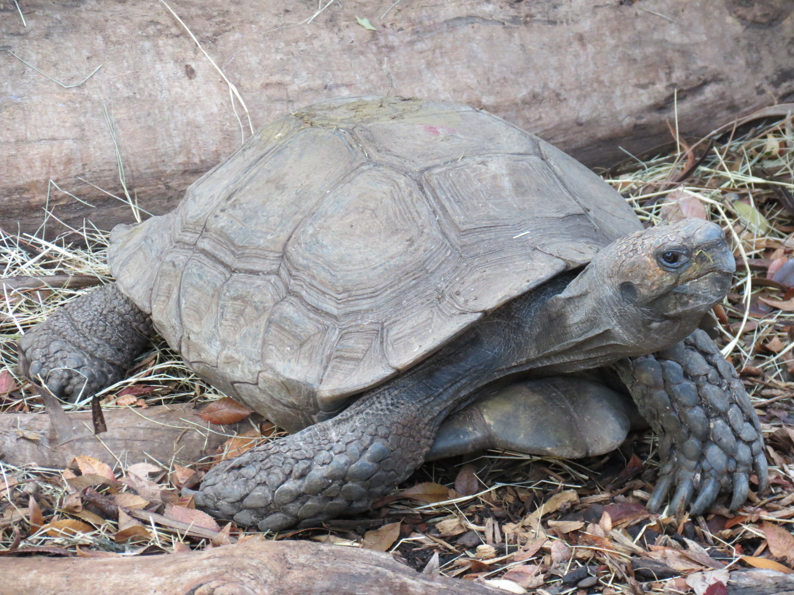 Discovery Outpost - Brown Tortoise
