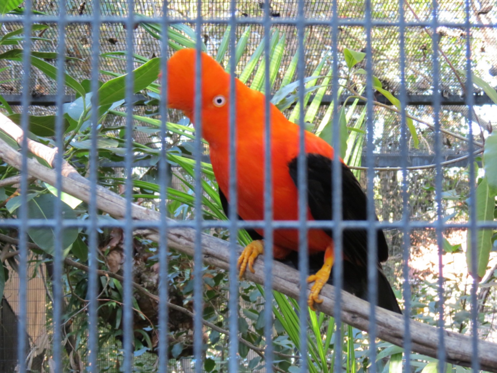 Discovery Outpost - Children's Zoo - Andean Cock-of-the-rock
