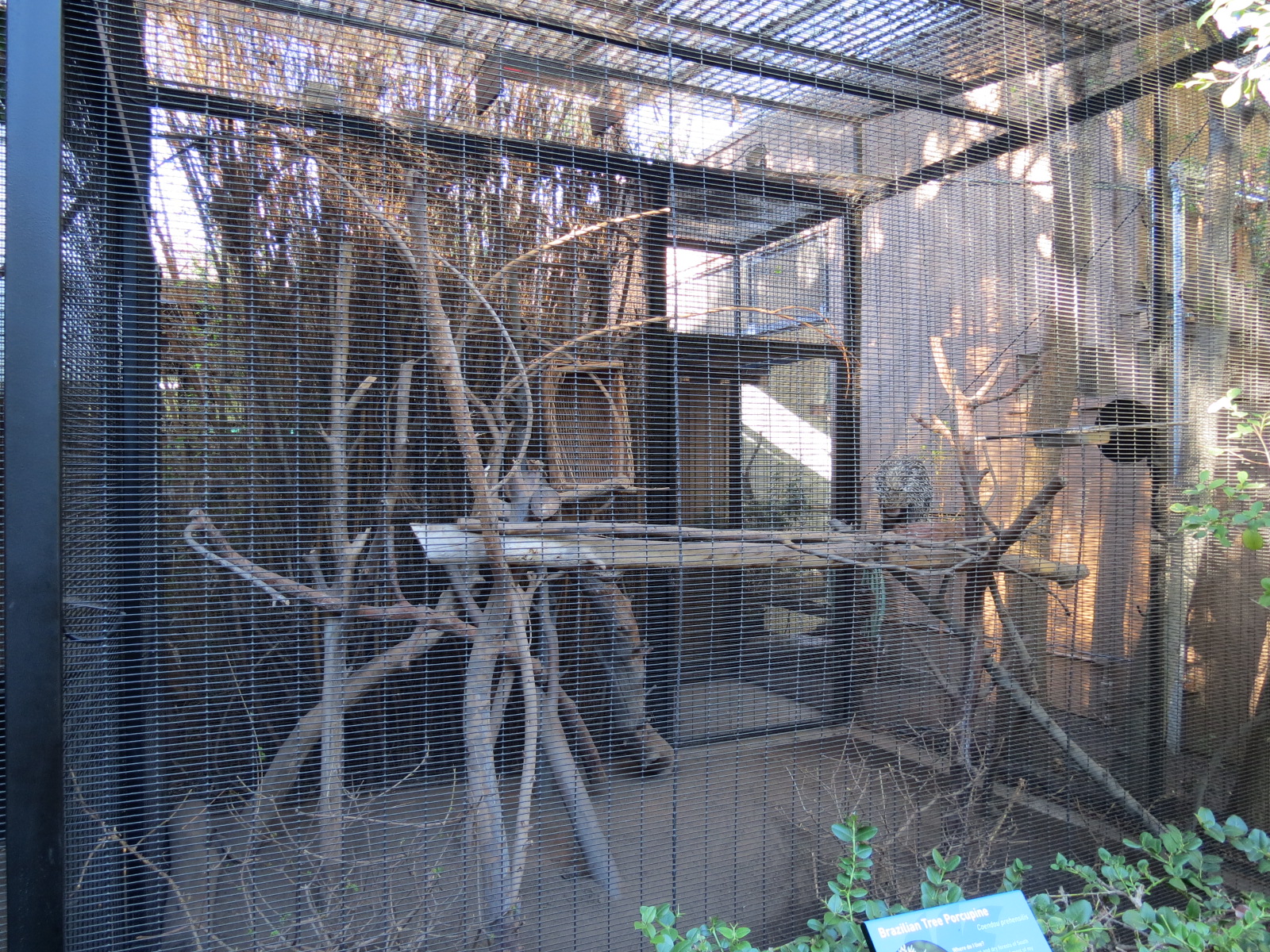 Discovery Outpost - Children's Zoo - Brazilian Tree Porcupine Exhibit