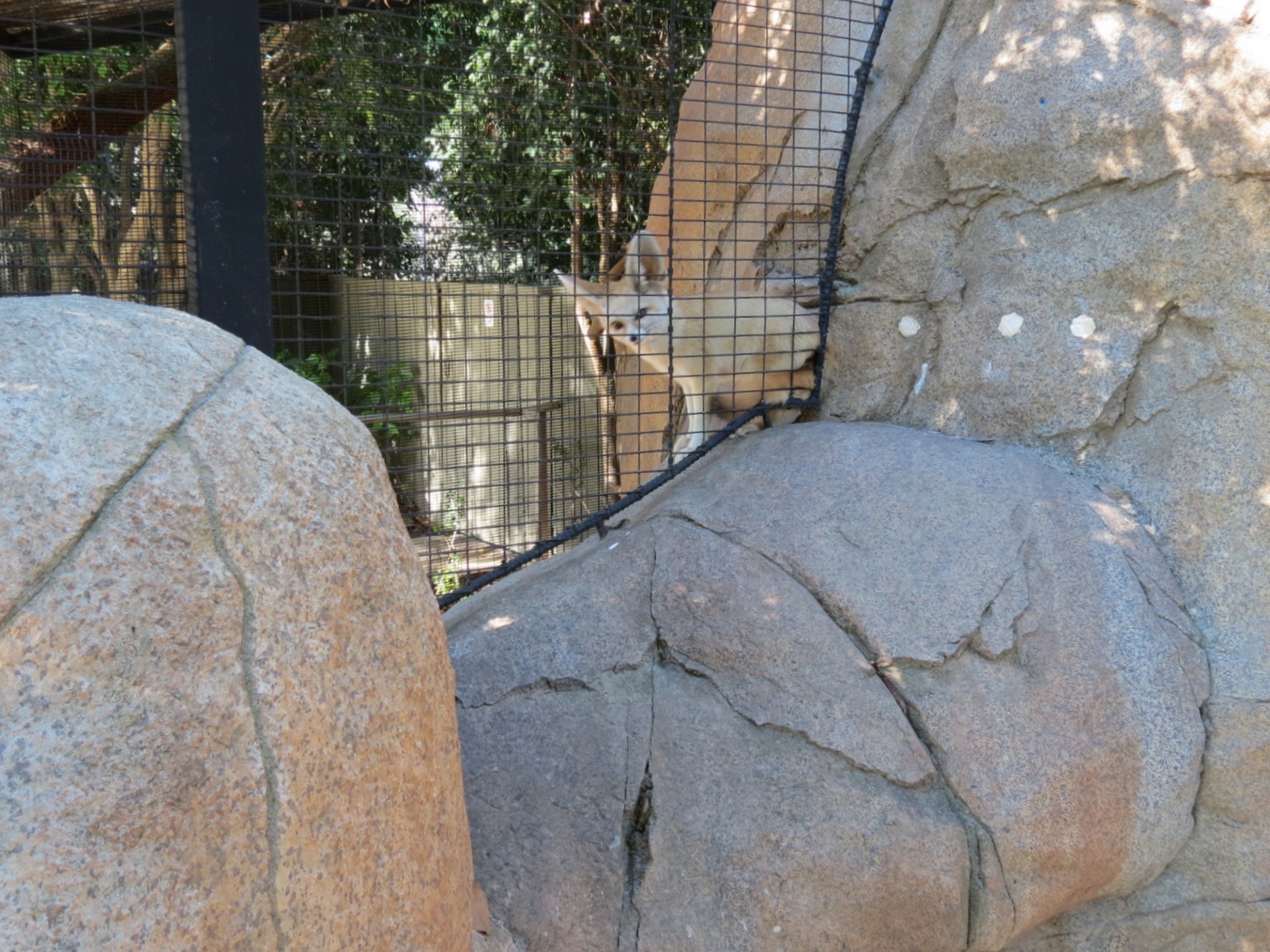 Discovery Outpost - Children's Zoo - Fennec Fox Exhibit