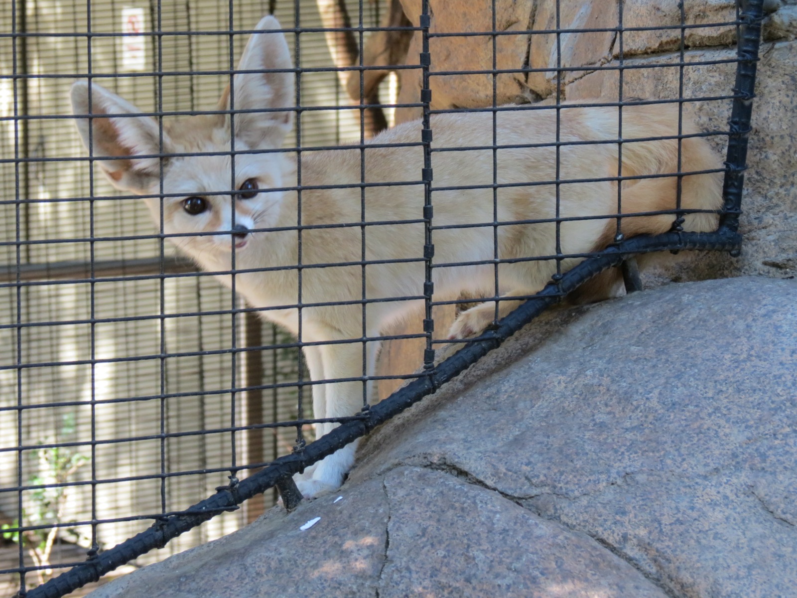 Discovery Outpost - Children's Zoo - Fennec Fox