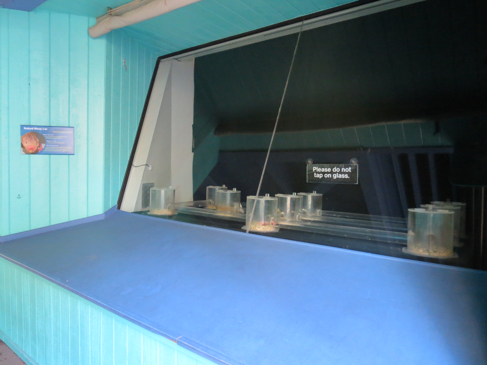 Discovery Outpost - Children's Zoo - Naked Mole Rat Exhibit