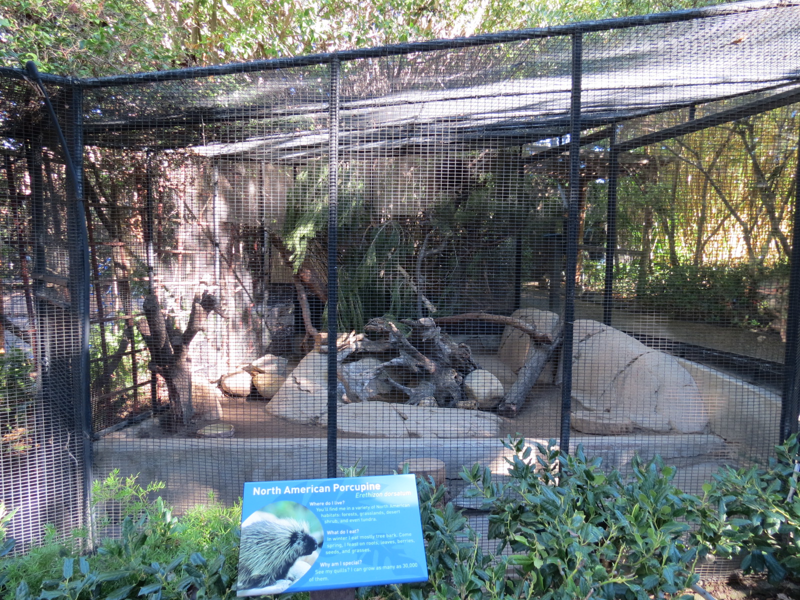Discovery Outpost - Children's Zoo - North American Porcupine Exhibit