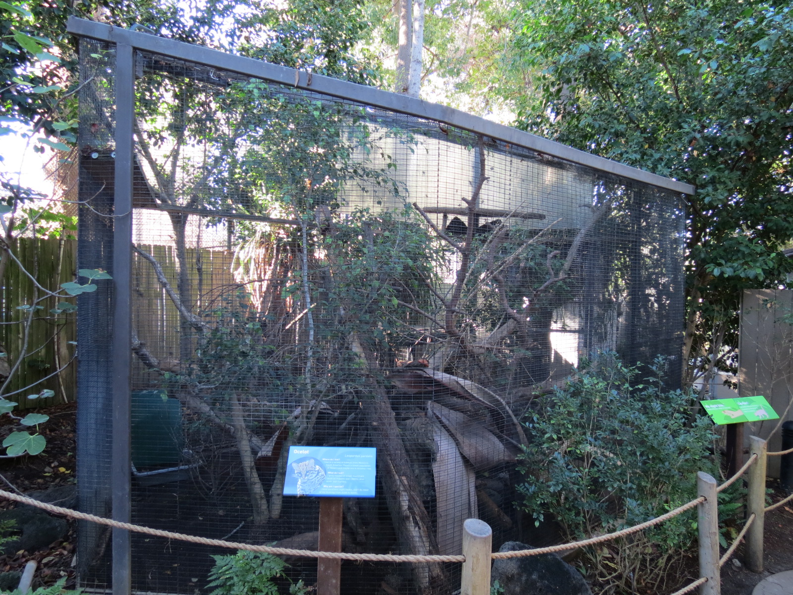 Discovery Outpost - Children's Zoo - Ocelot Exhibit