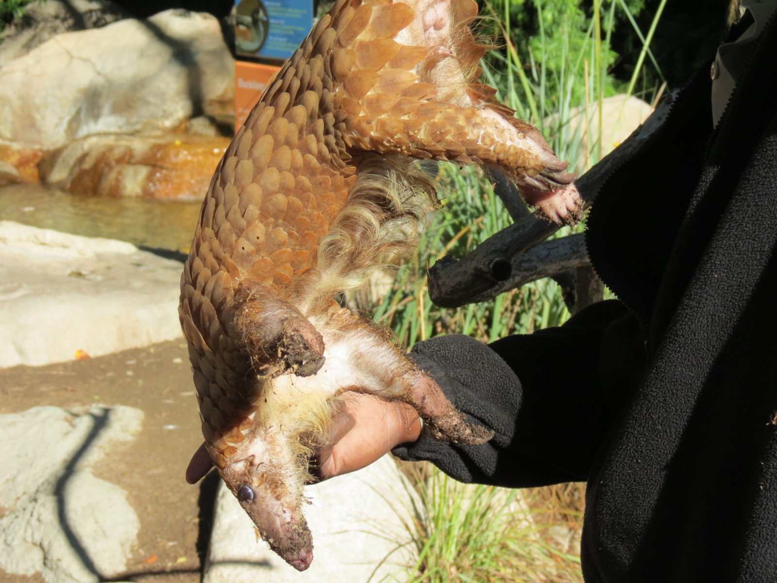 Discovery Outpost - Children's Zoo - Pangolin Presentation
