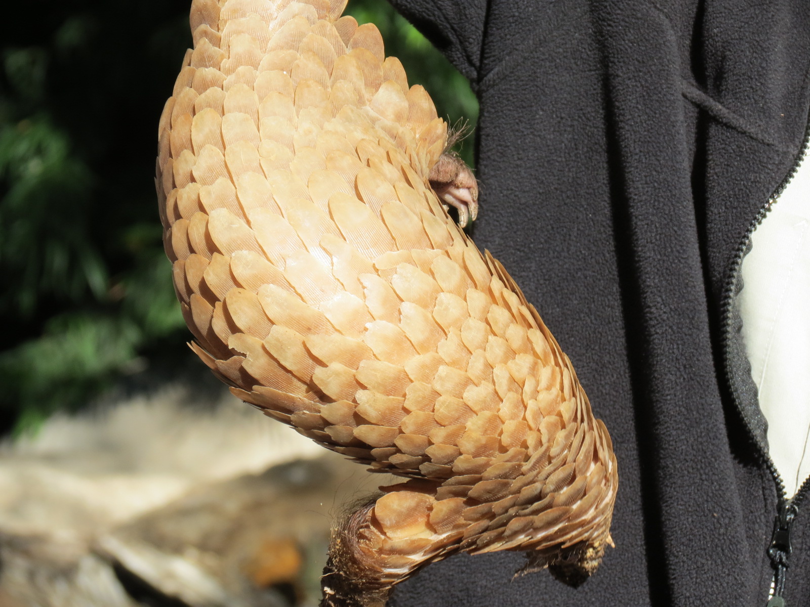 Discovery Outpost - Children's Zoo - Pangolin Presentation