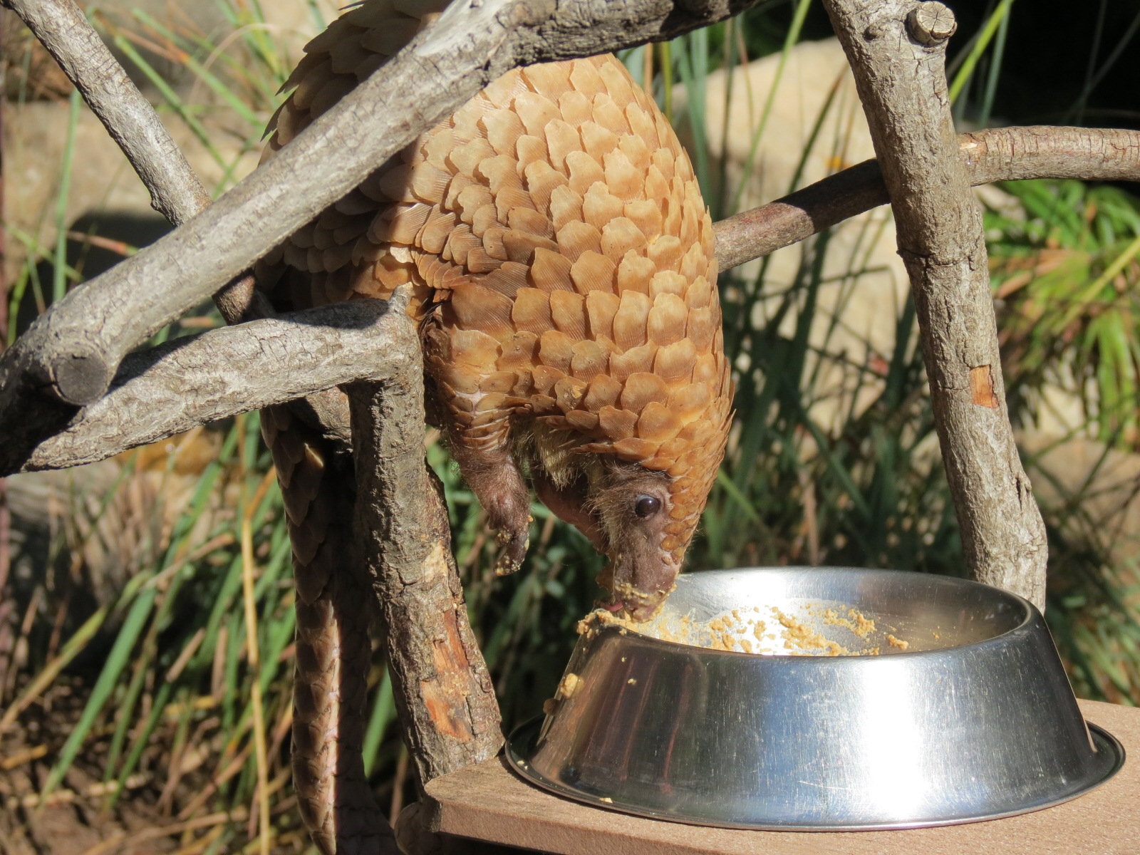Discovery Outpost - Children's Zoo - Pangolin Presentation