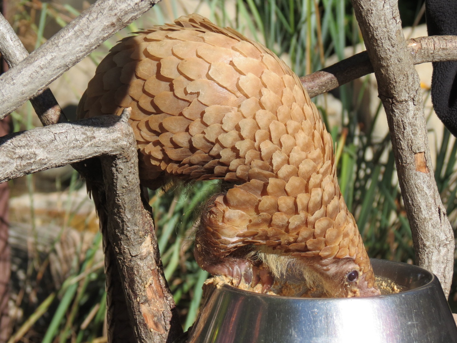 Discovery Outpost - Children's Zoo - Pangolin Presentation