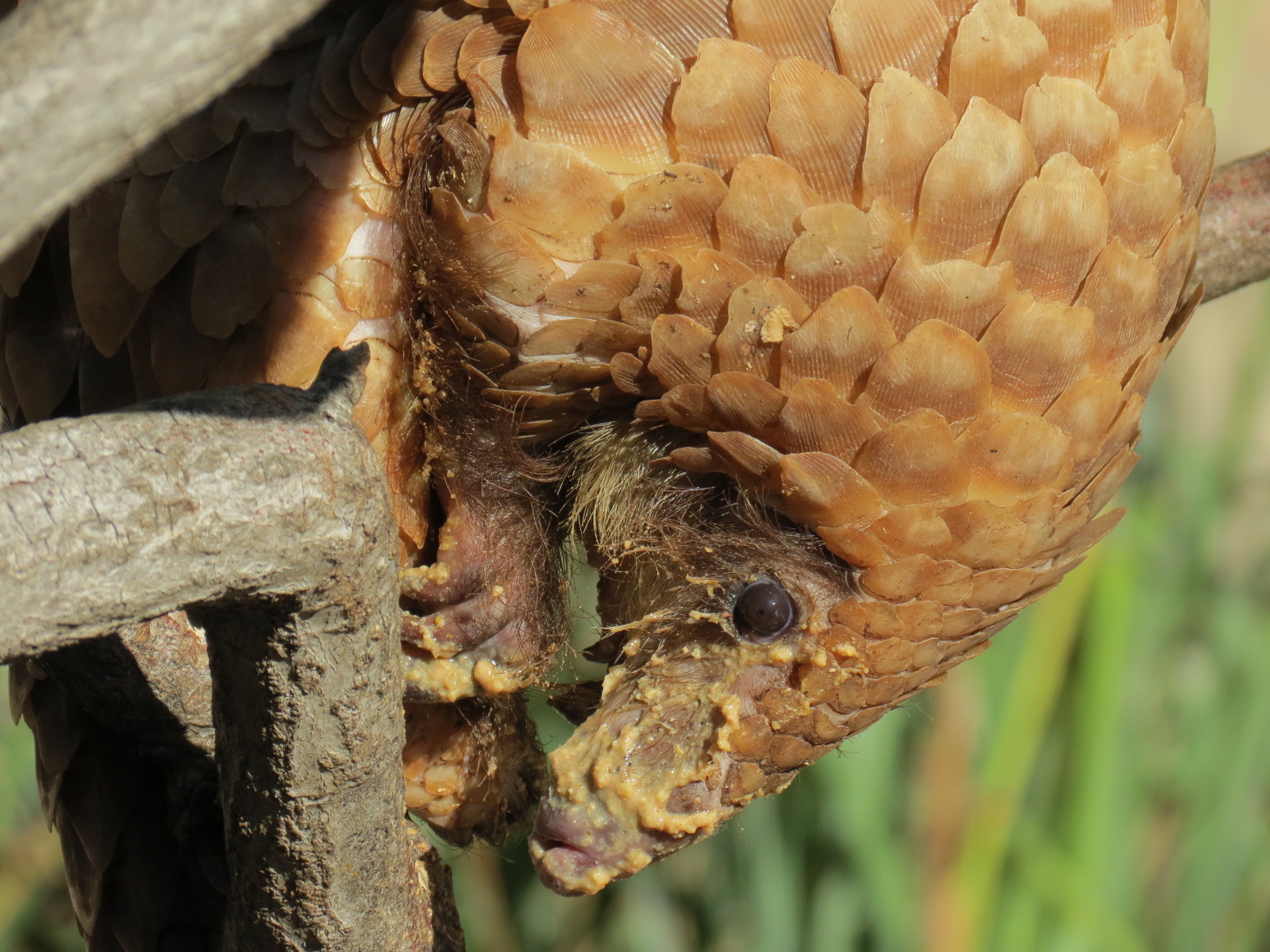Discovery Outpost - Children's Zoo - Pangolin Presentation