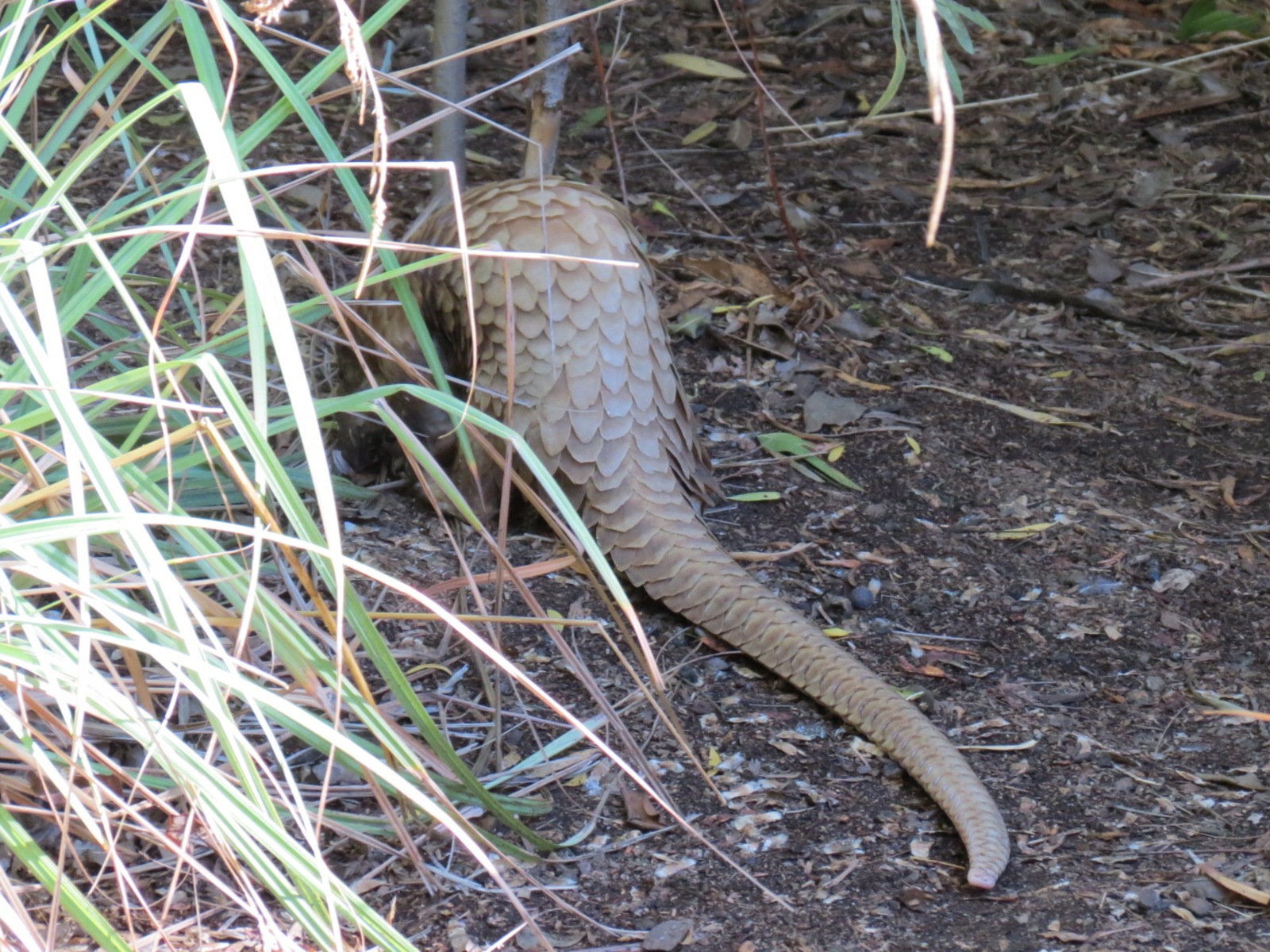 Discovery Outpost - Children's Zoo - Pangolin Presentation