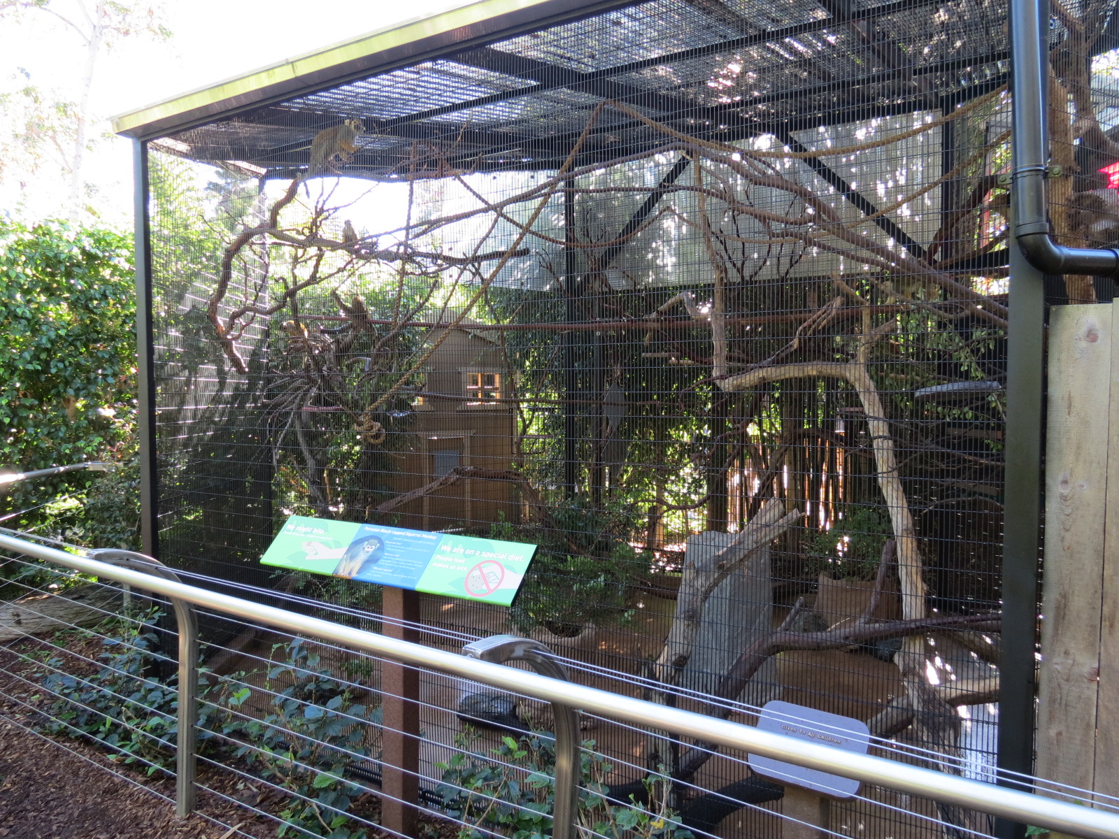 Discovery Outpost - Children's Zoo - Peruvian Black-capped Squirrel Monkey