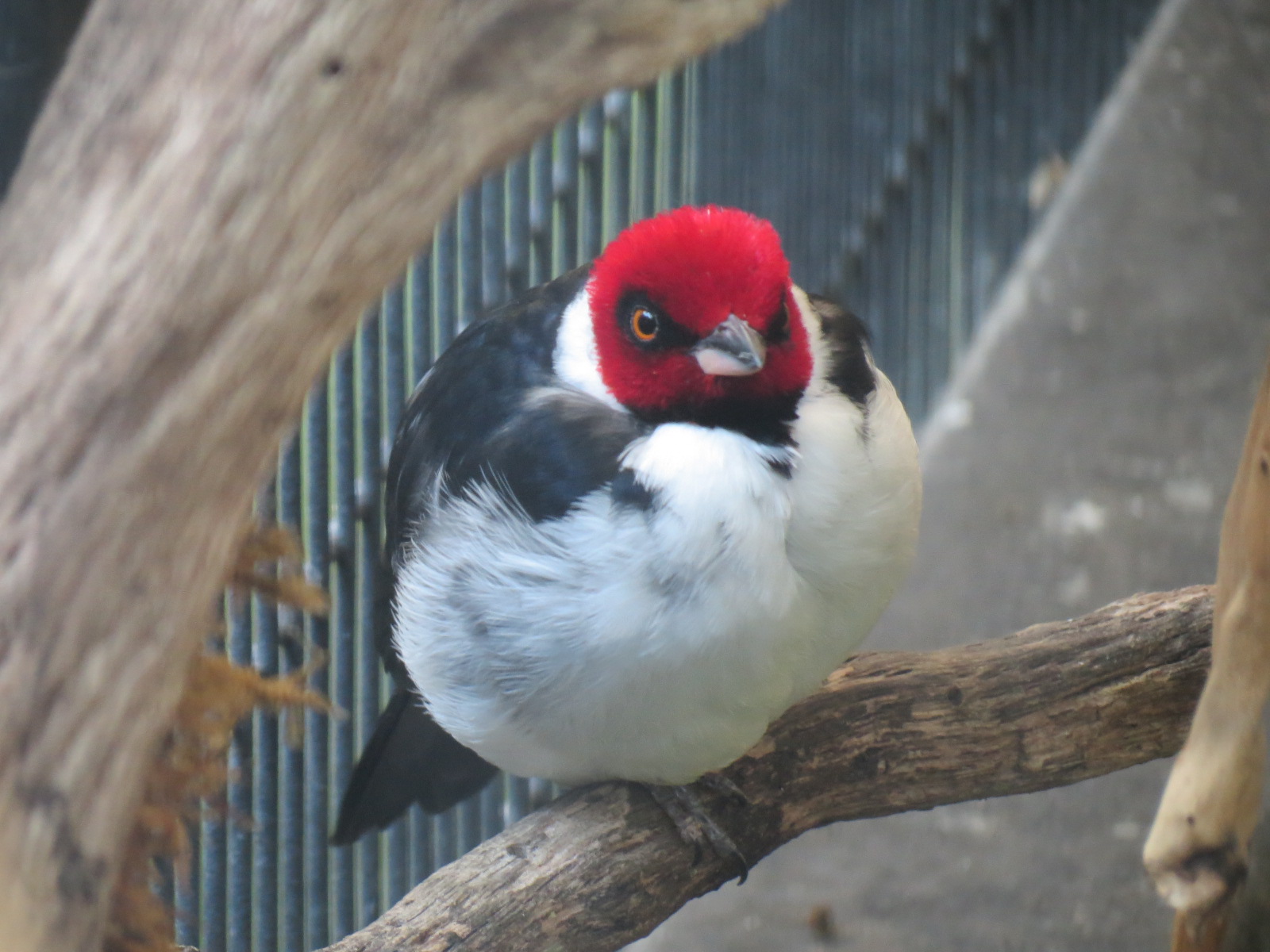Discovery Outpost - Children's Zoo - Red-capped Cardinal