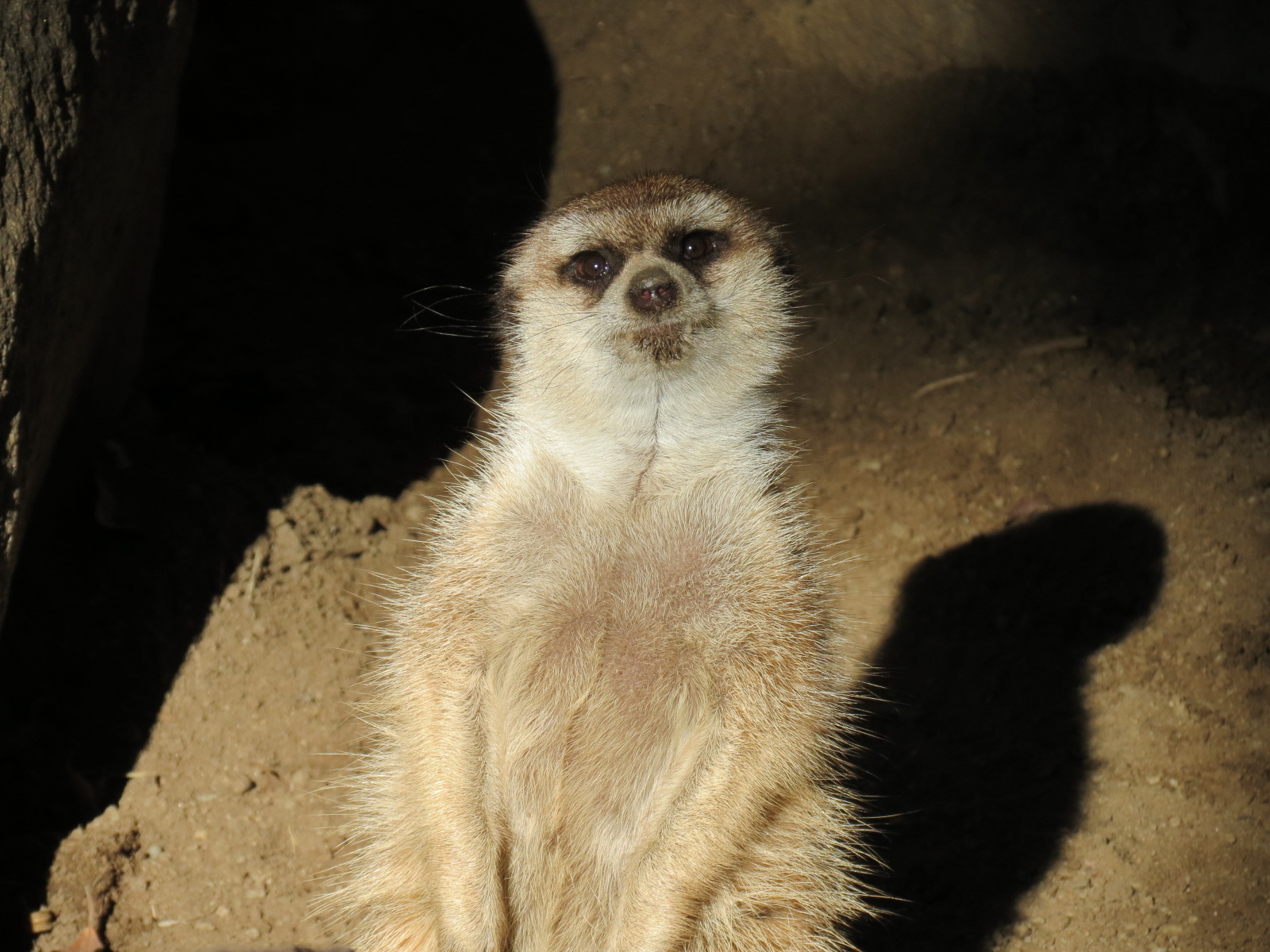 Discovery Outpost - Children's Zoo - Southwest African Meerkat