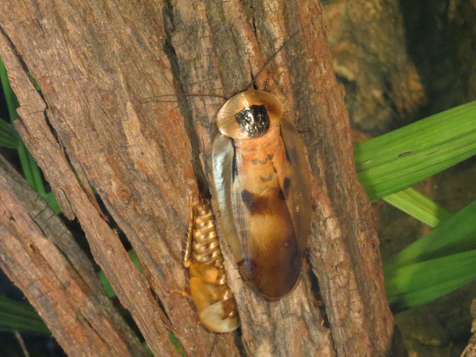 Discovery Outpost - Children's Zoo - Spineless Marvels - Giant Cave Roach