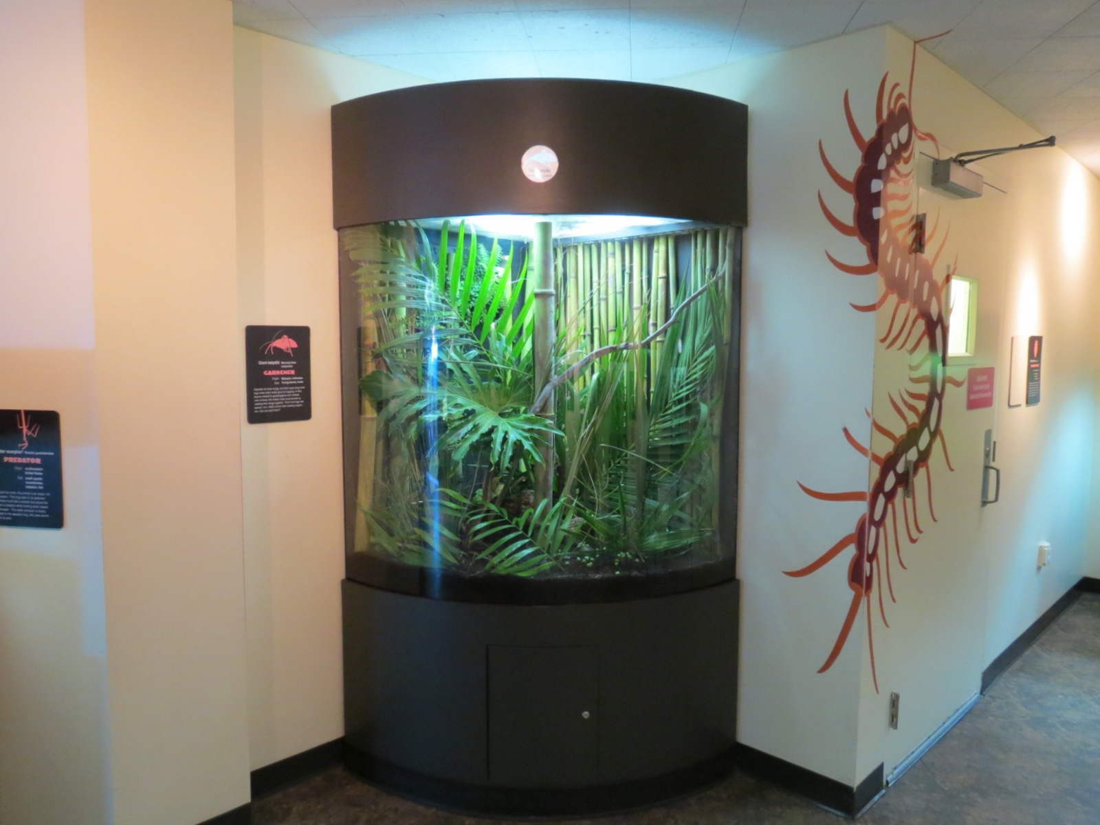 Discovery Outpost - Children's Zoo - Spineless Marvels - Giant Katydid Exhi