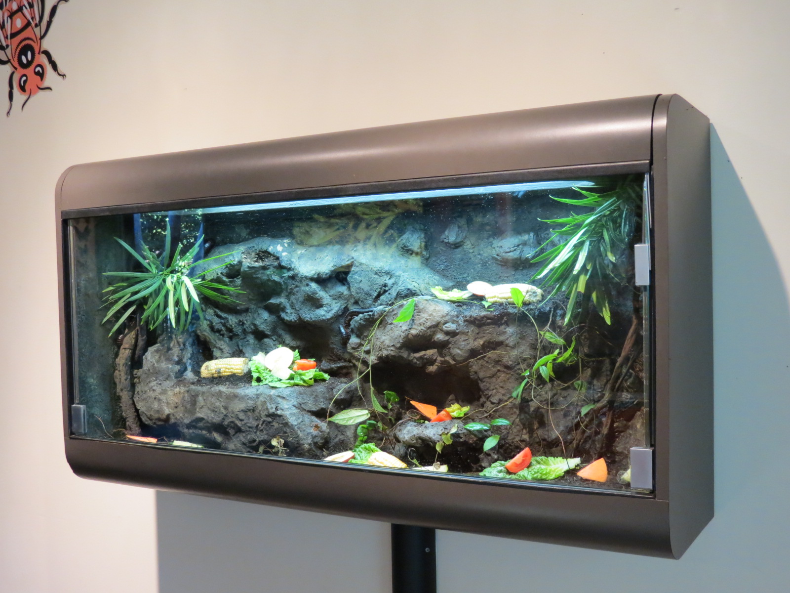 Discovery Outpost - Children's Zoo - Spineless Marvels - Giant Millipede Ex