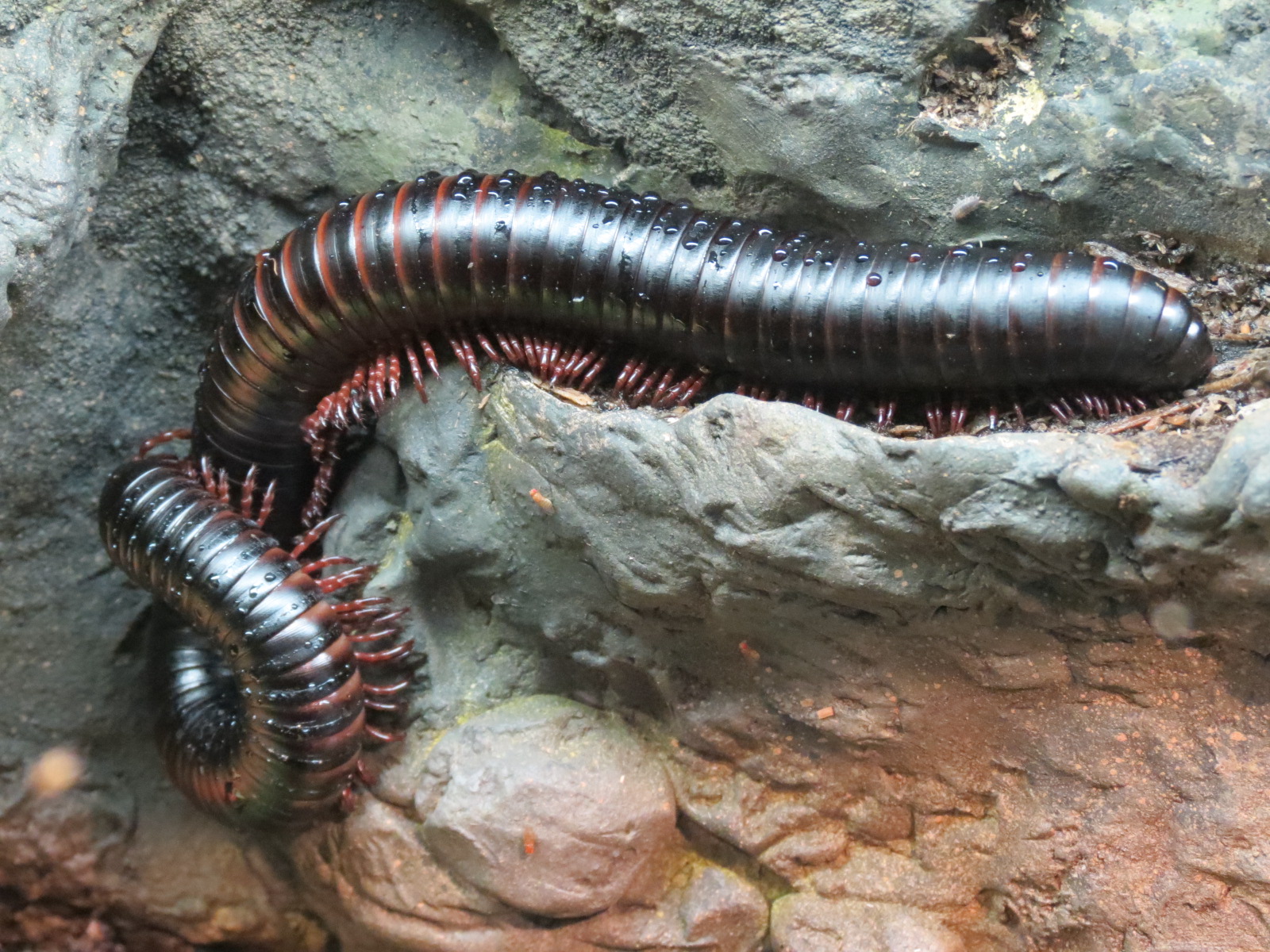Discovery Outpost - Children's Zoo - Spineless Marvels - Giant Millipede
