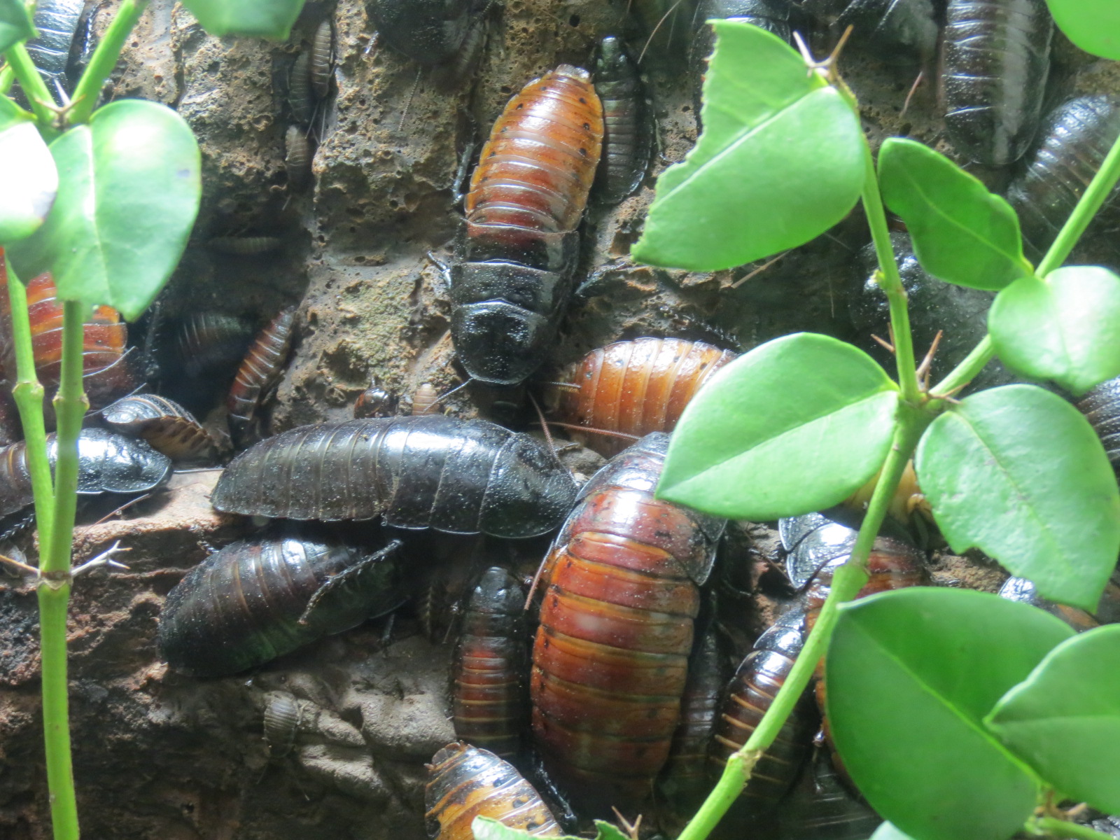 Discovery Outpost - Children's Zoo - Spineless Marvels - Hissing Cockroach