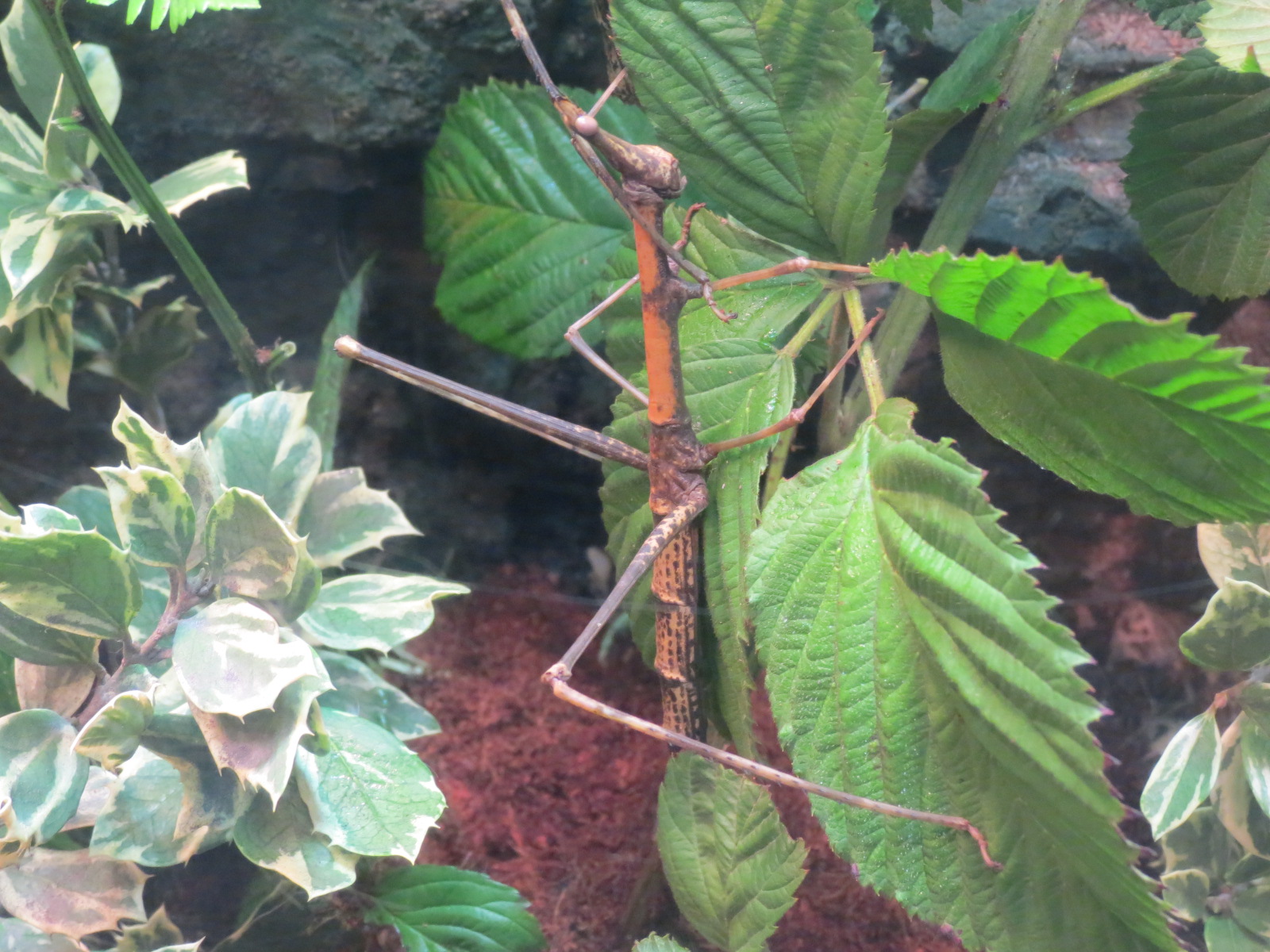 Discovery Outpost - Children's Zoo - Spineless Marvels - Jumping Stick