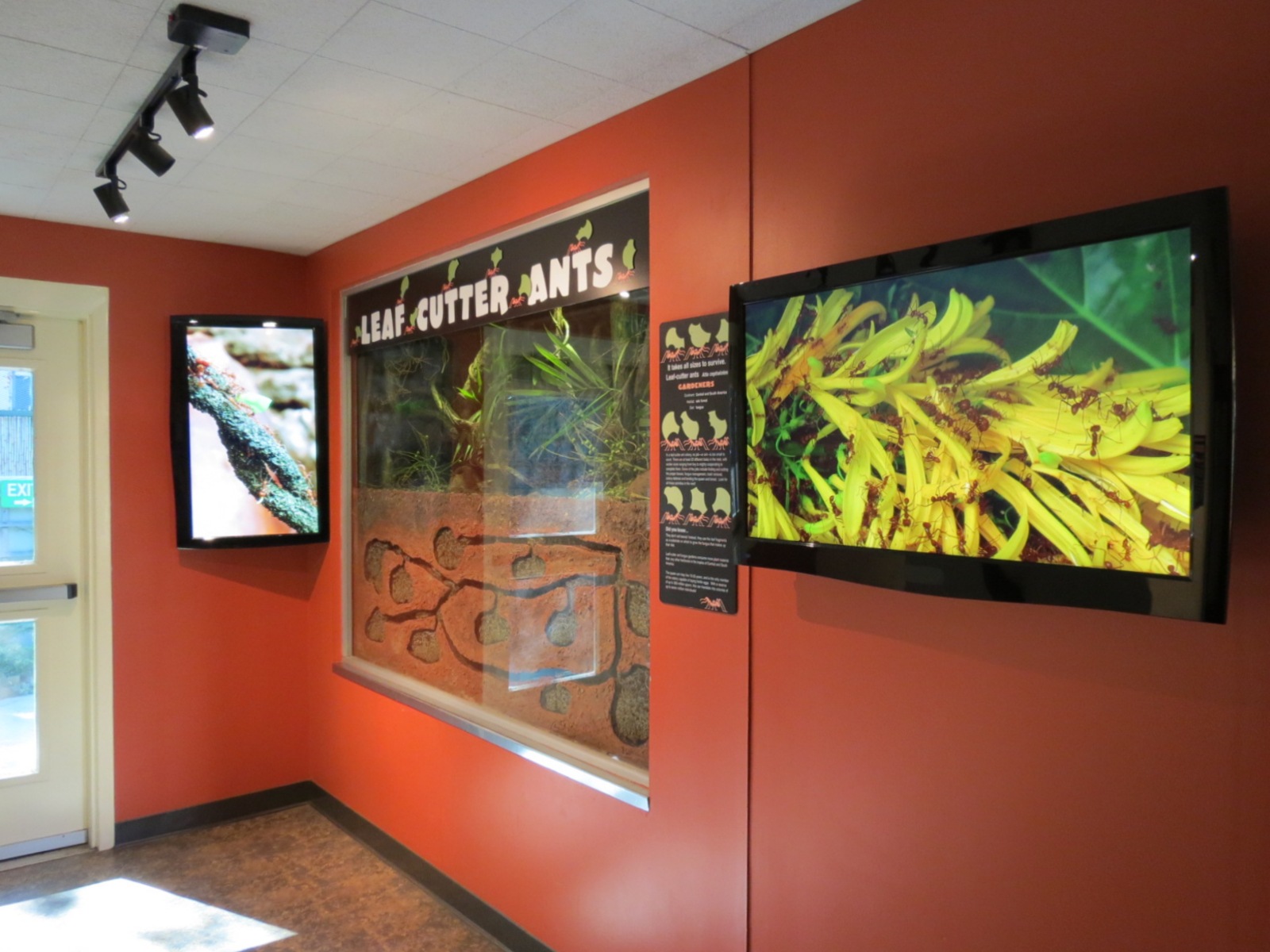 Discovery Outpost - Children's Zoo - Spineless Marvels - Leafcutter Ant Exh